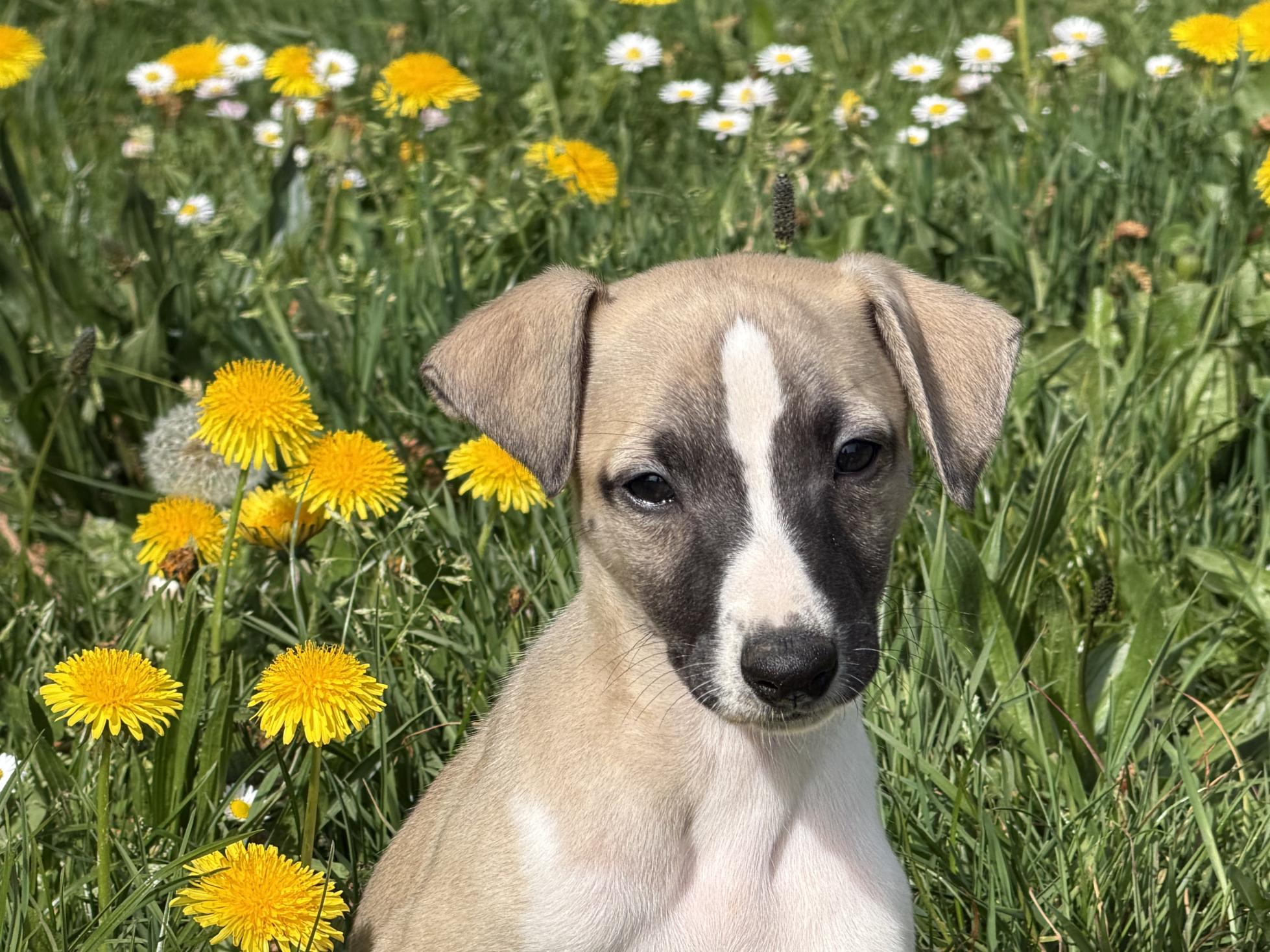 chiot disponible