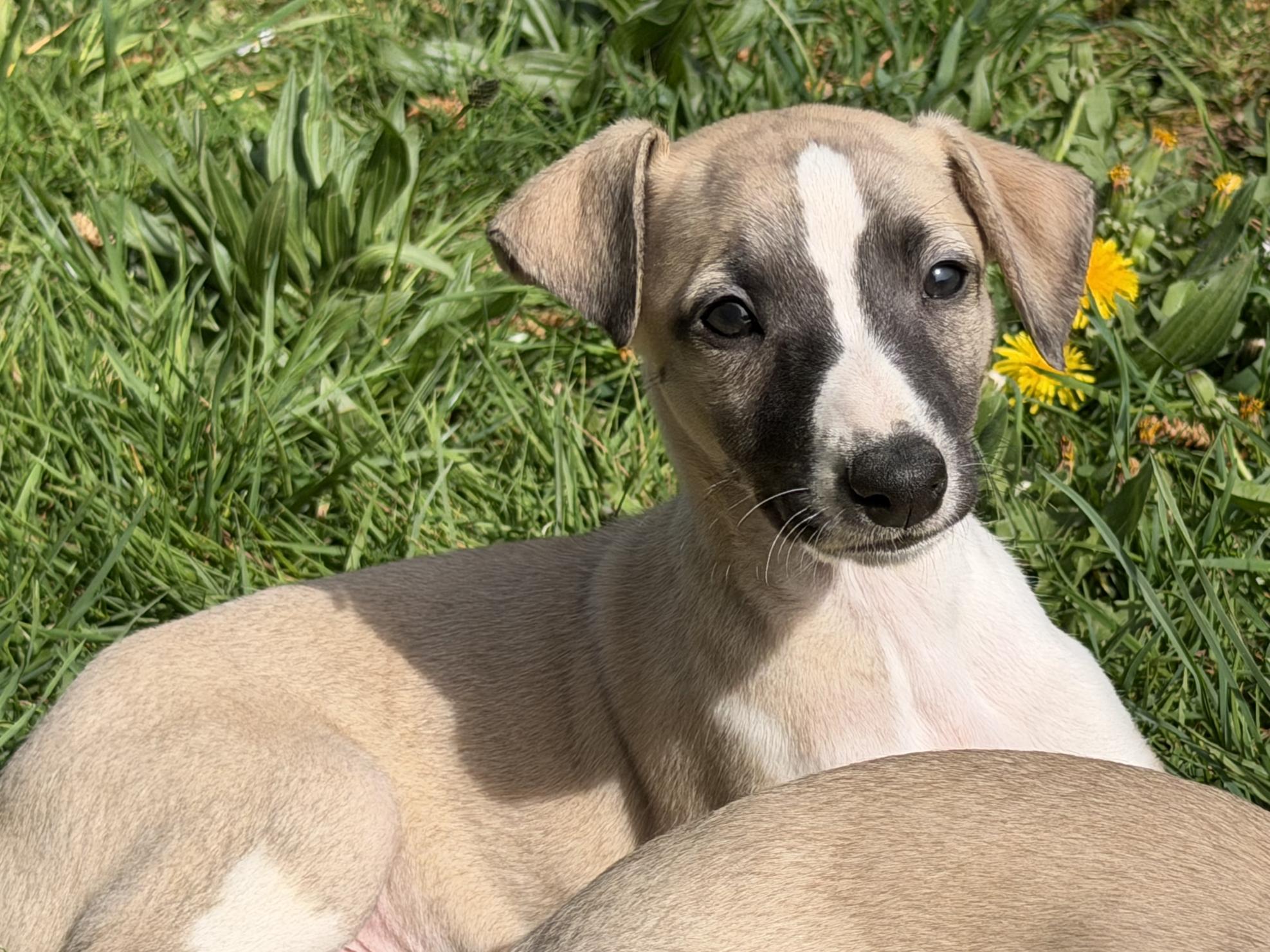 chiot disponible
