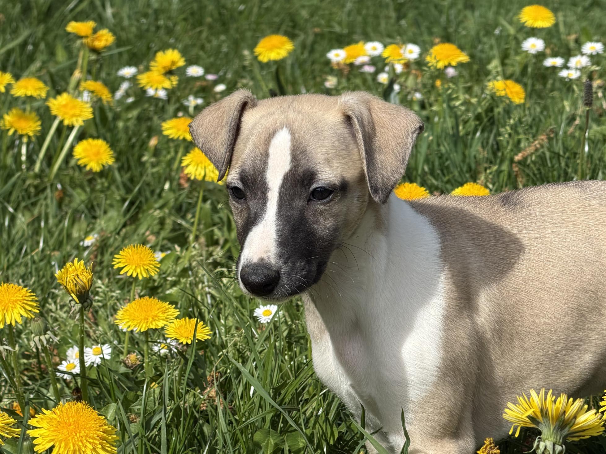 chiot disponible