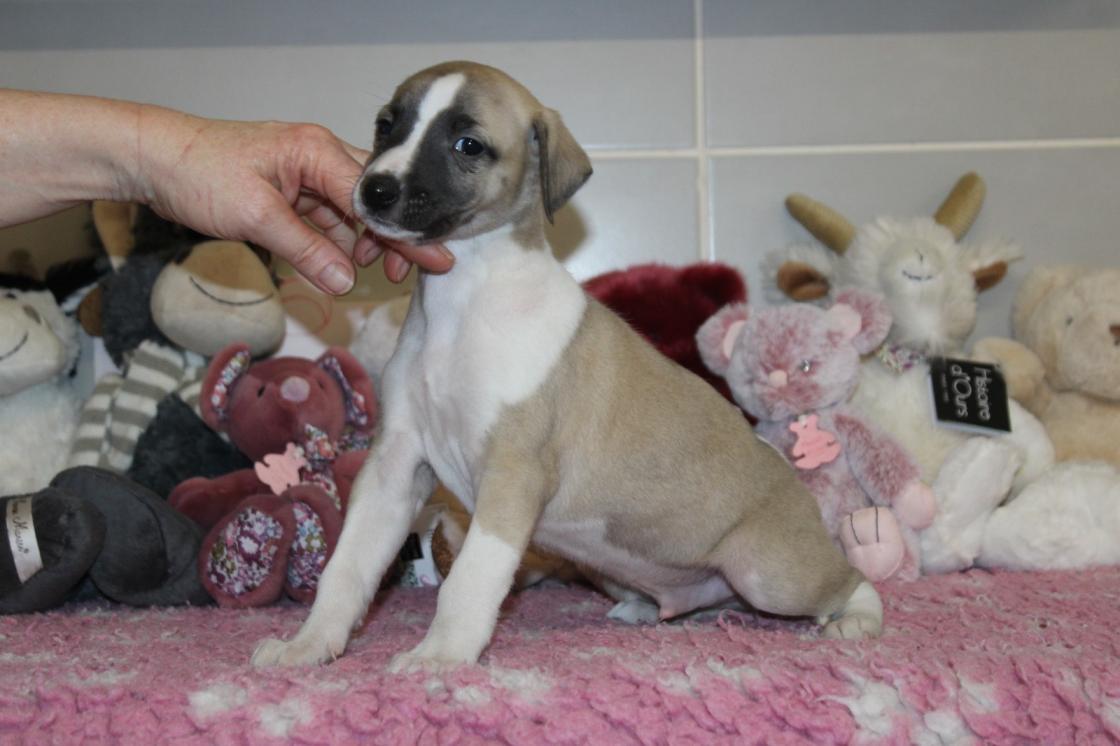 chiot disponible