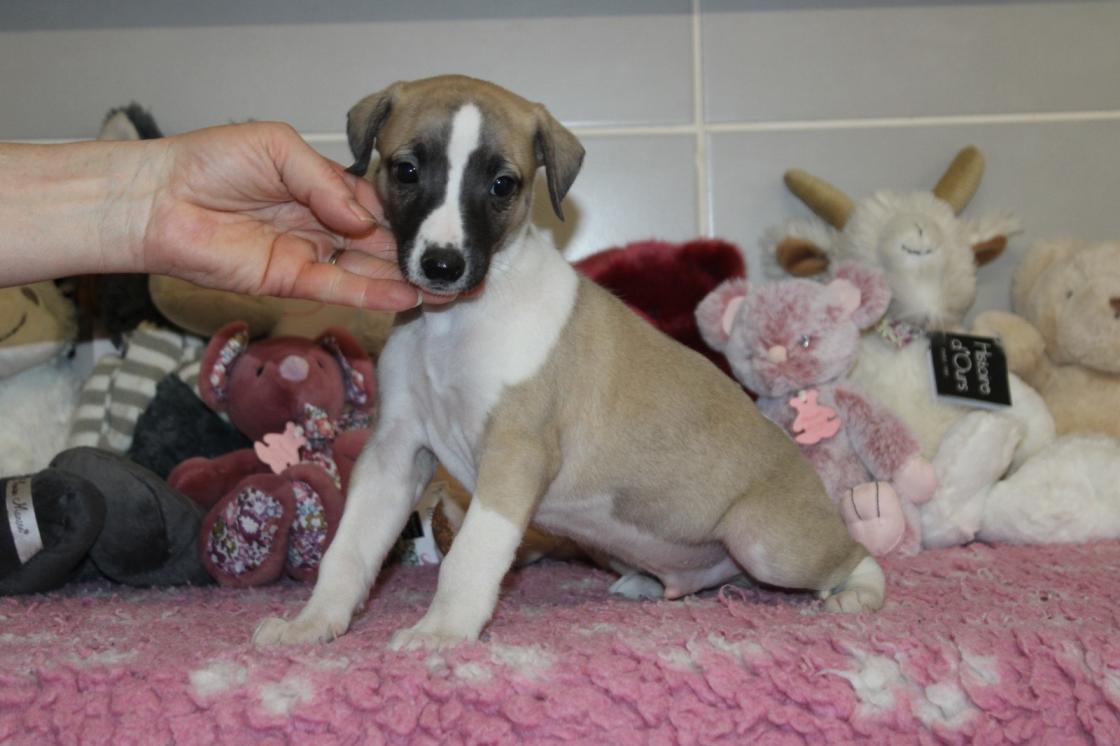 chiot disponible
