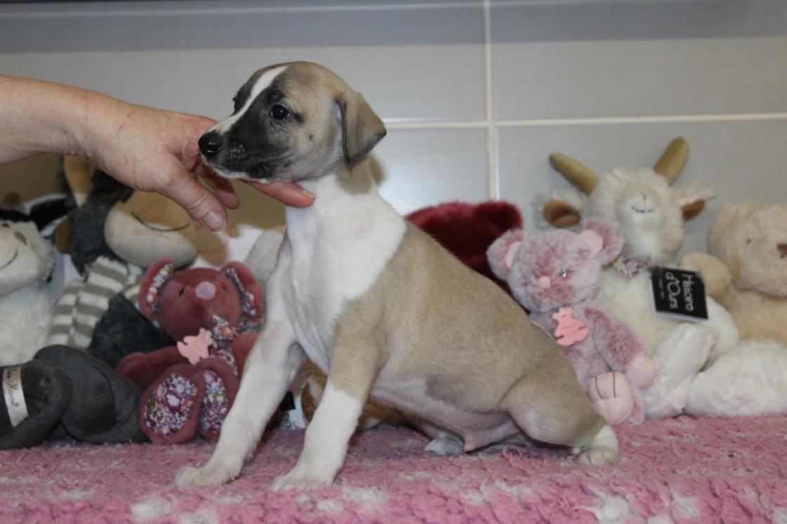 chiot disponible