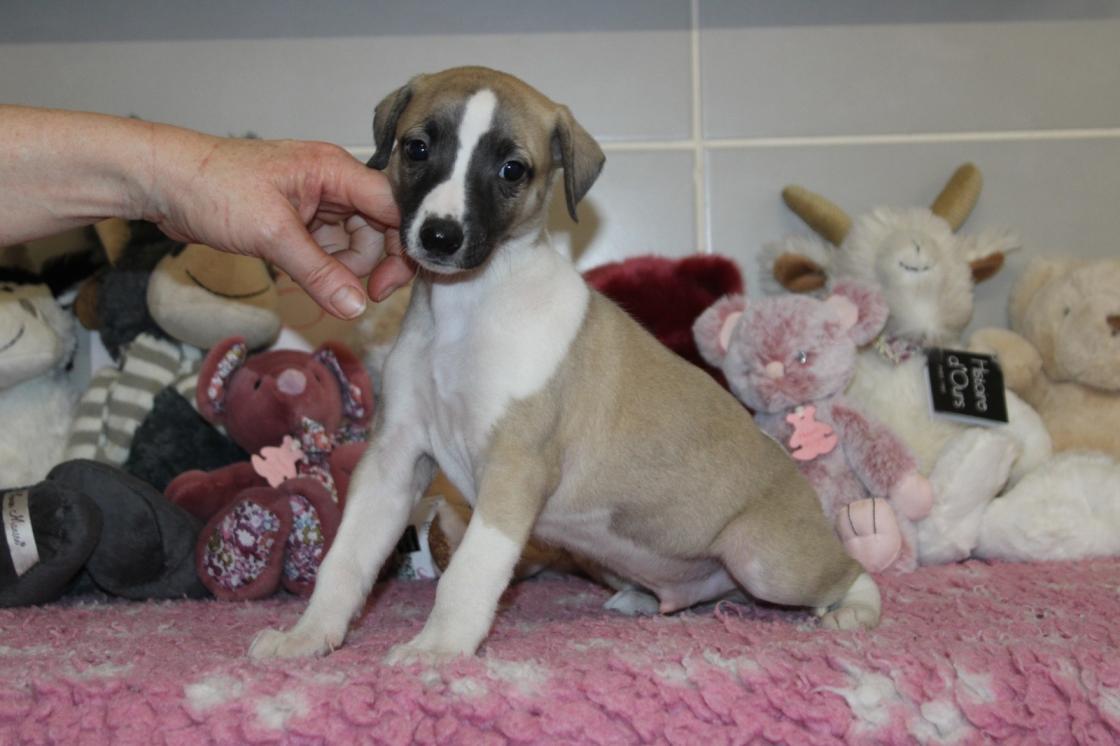 chiot disponible