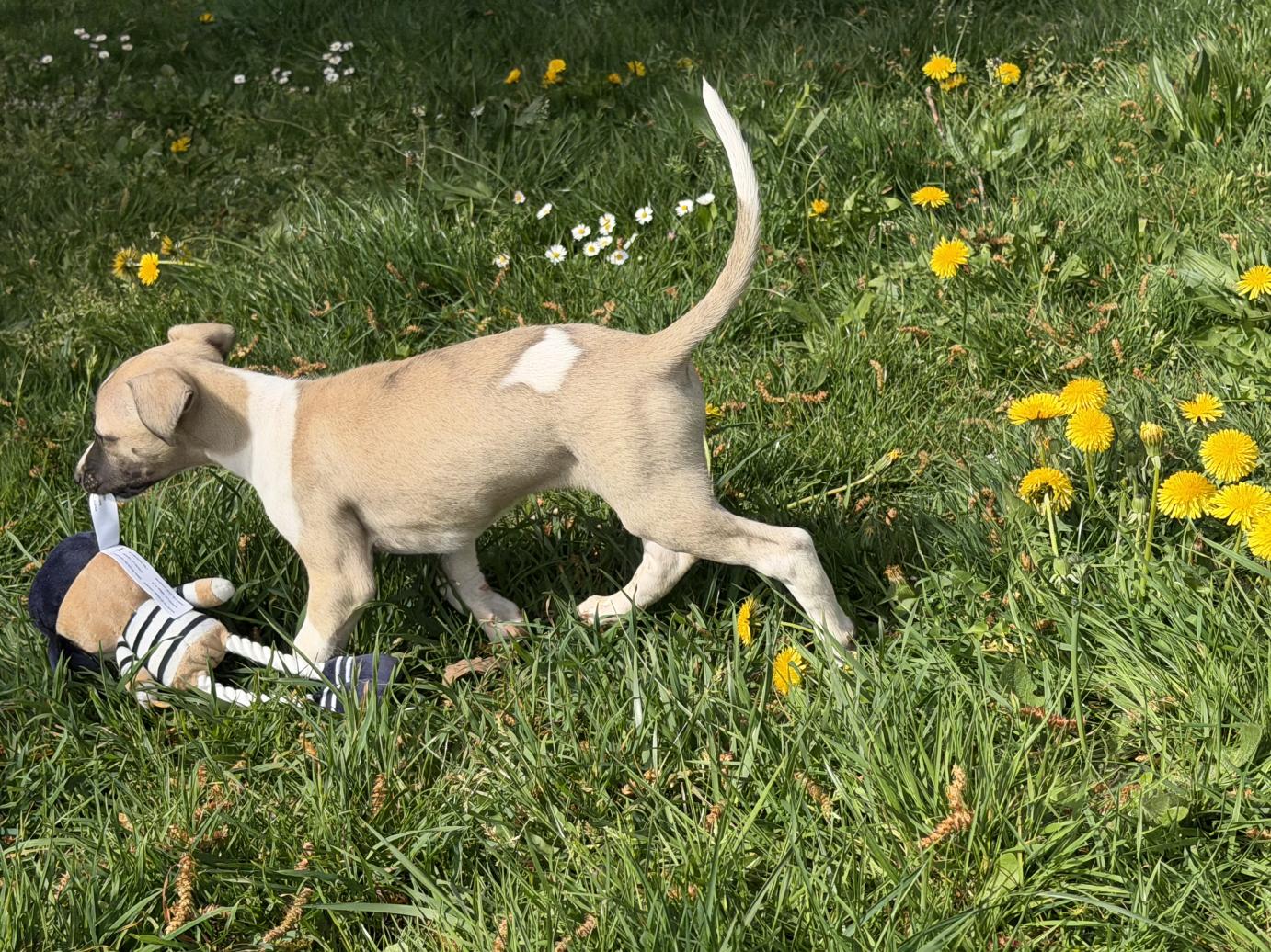 chiot disponible