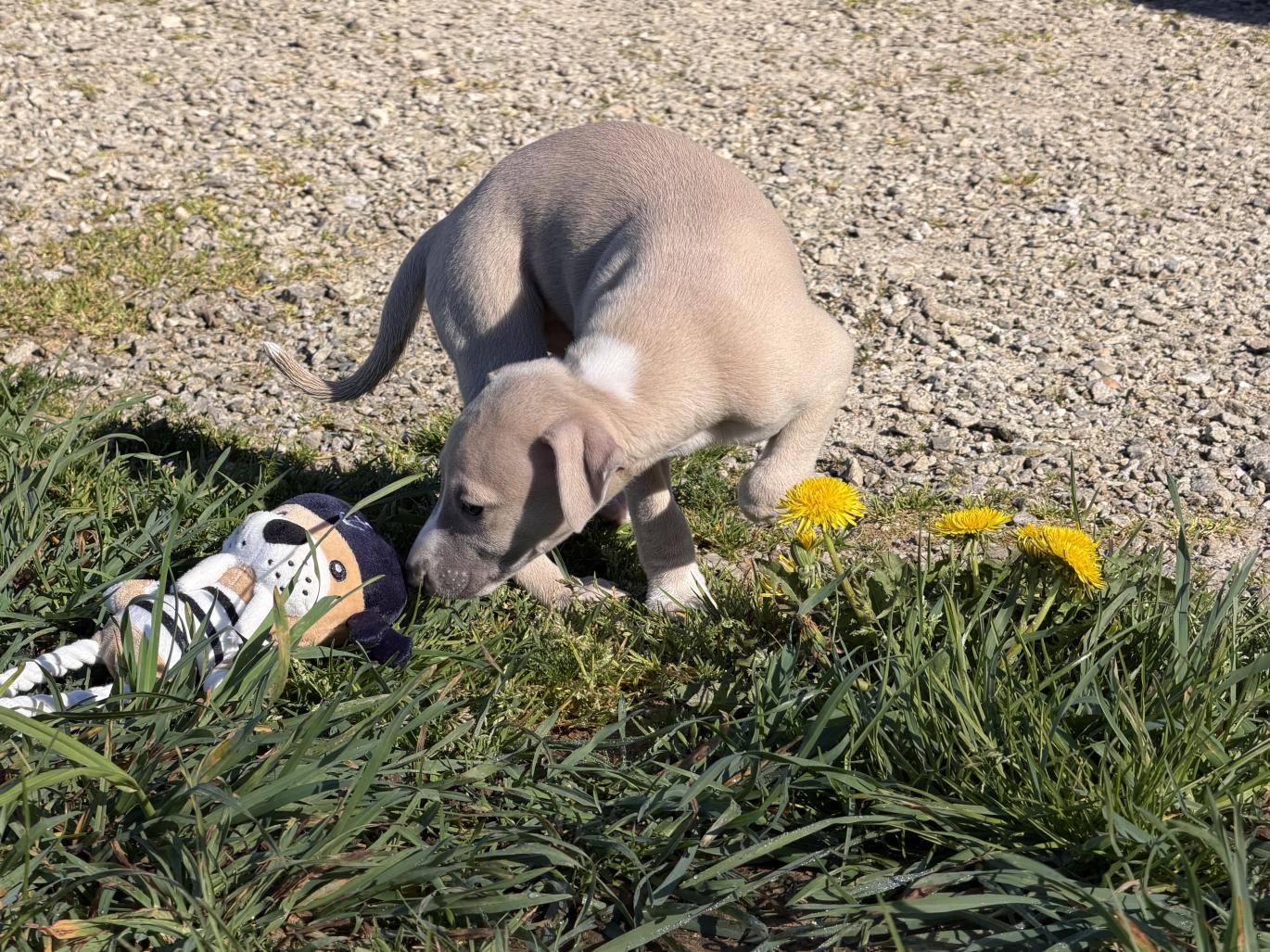 chiot disponible