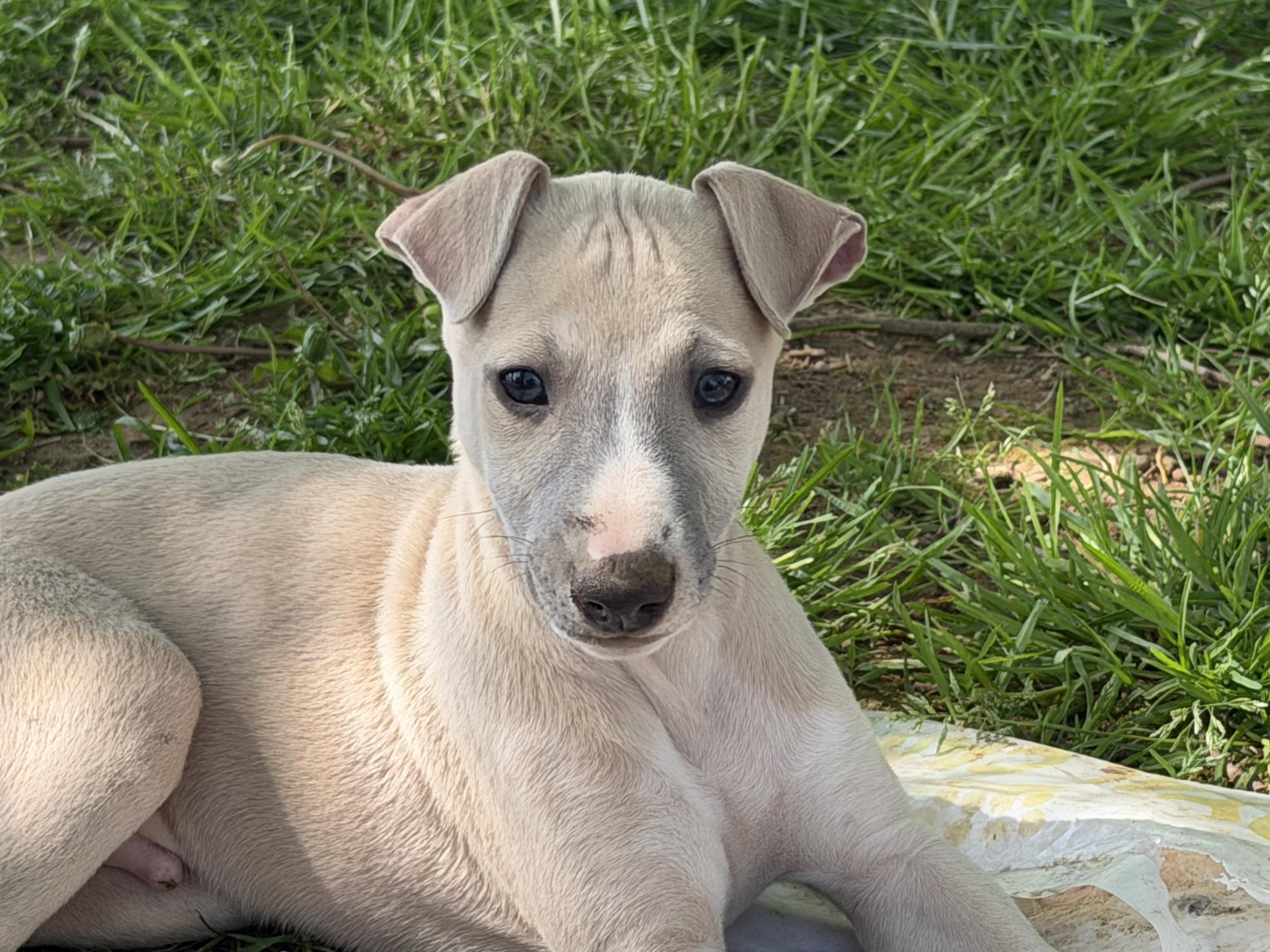 chiot disponible