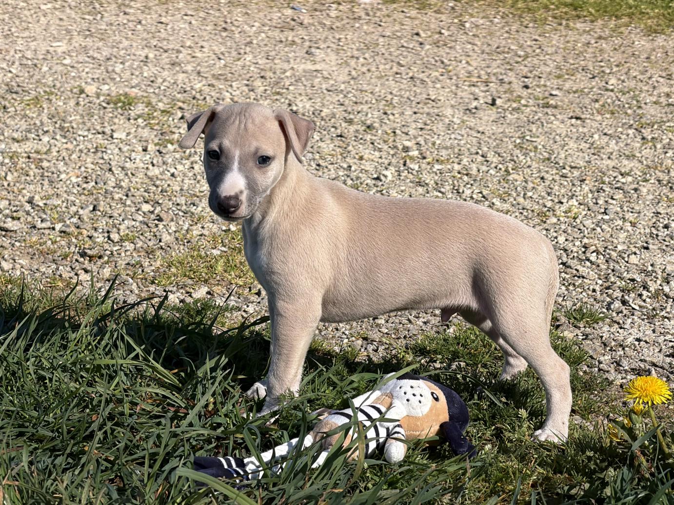 chiot disponible