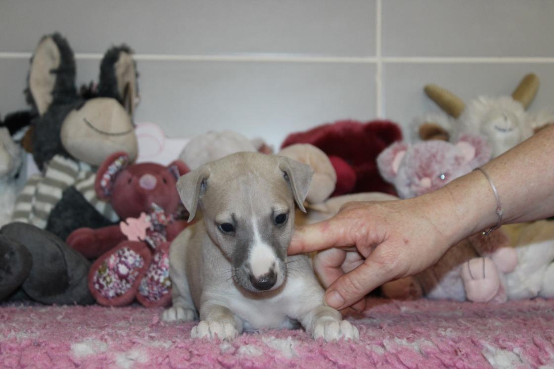 chiot disponible