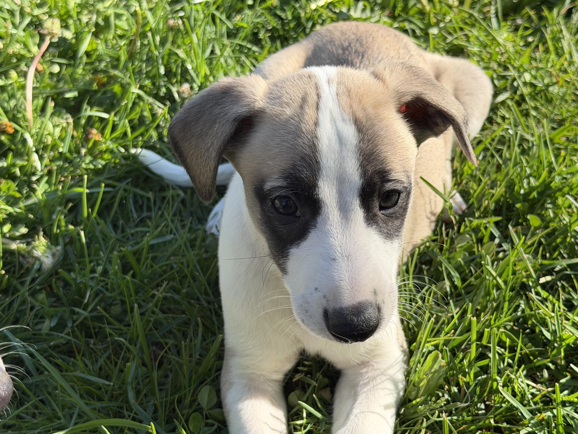 chiot disponible