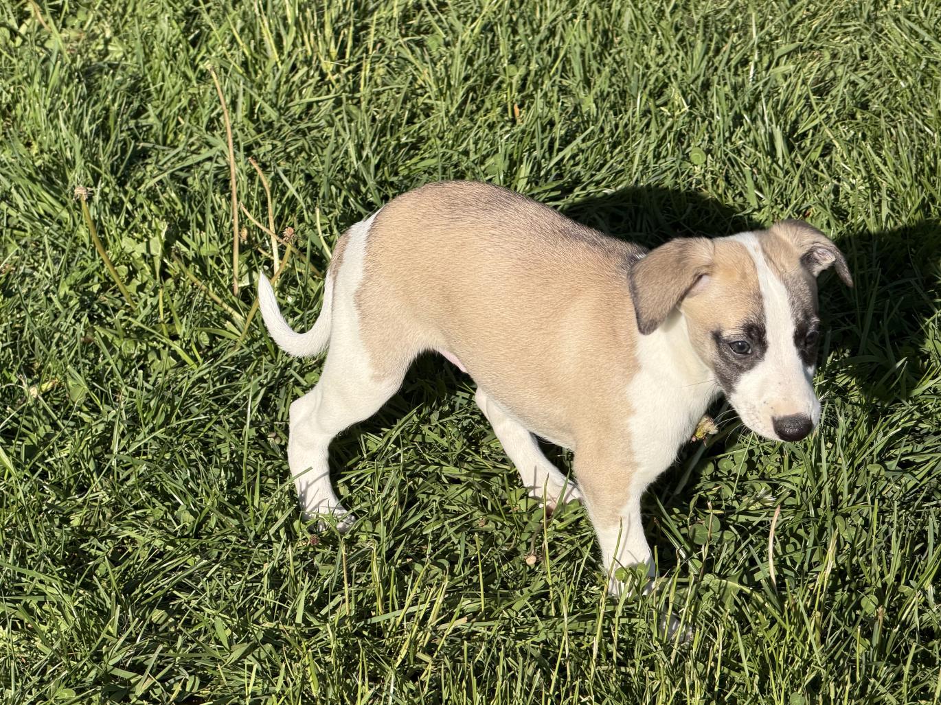 chiot disponible