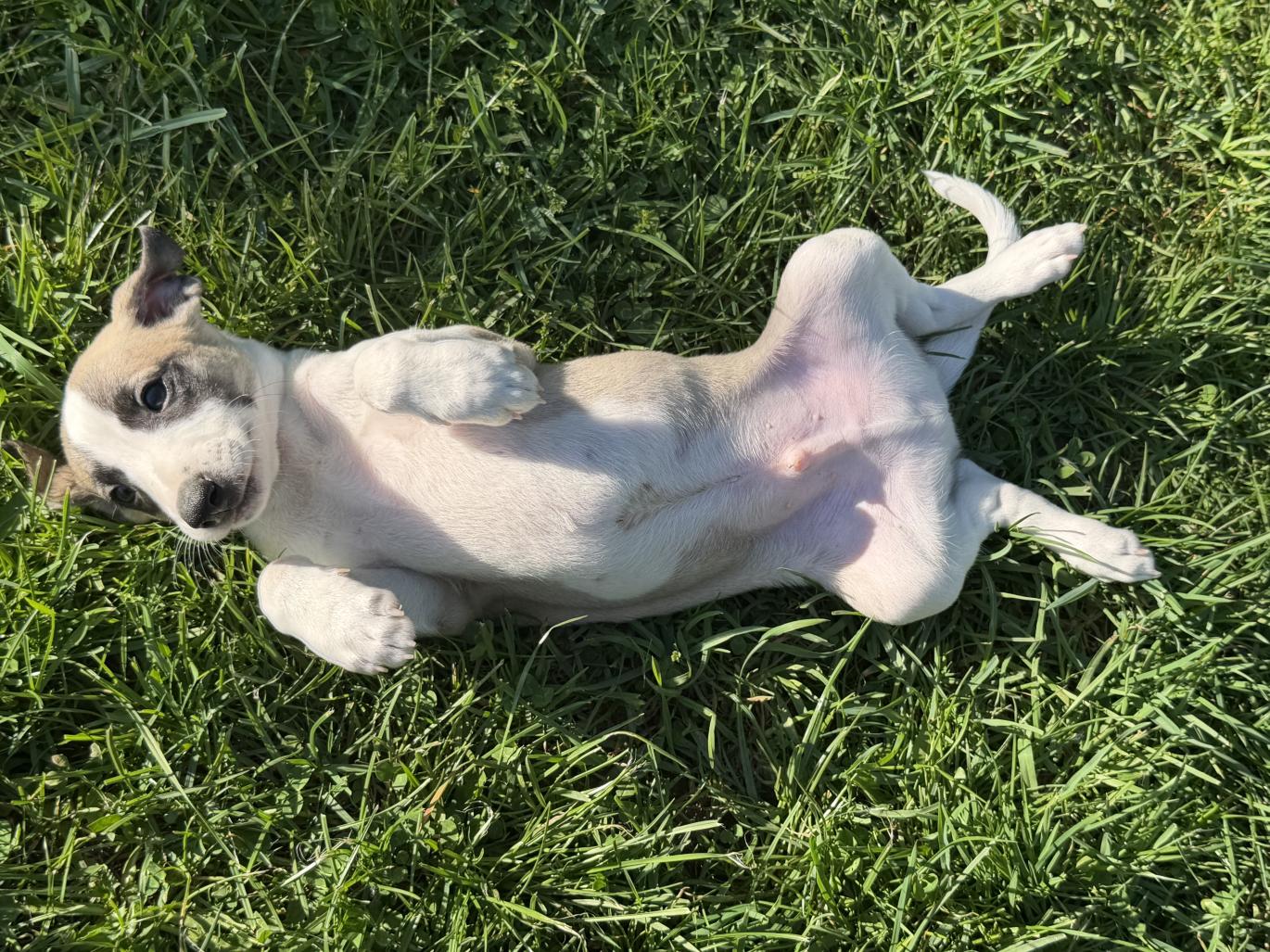 chiot disponible