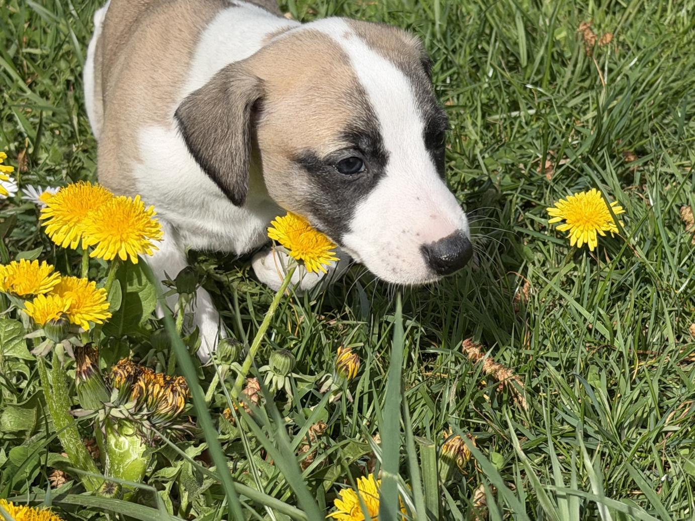 chiot disponible