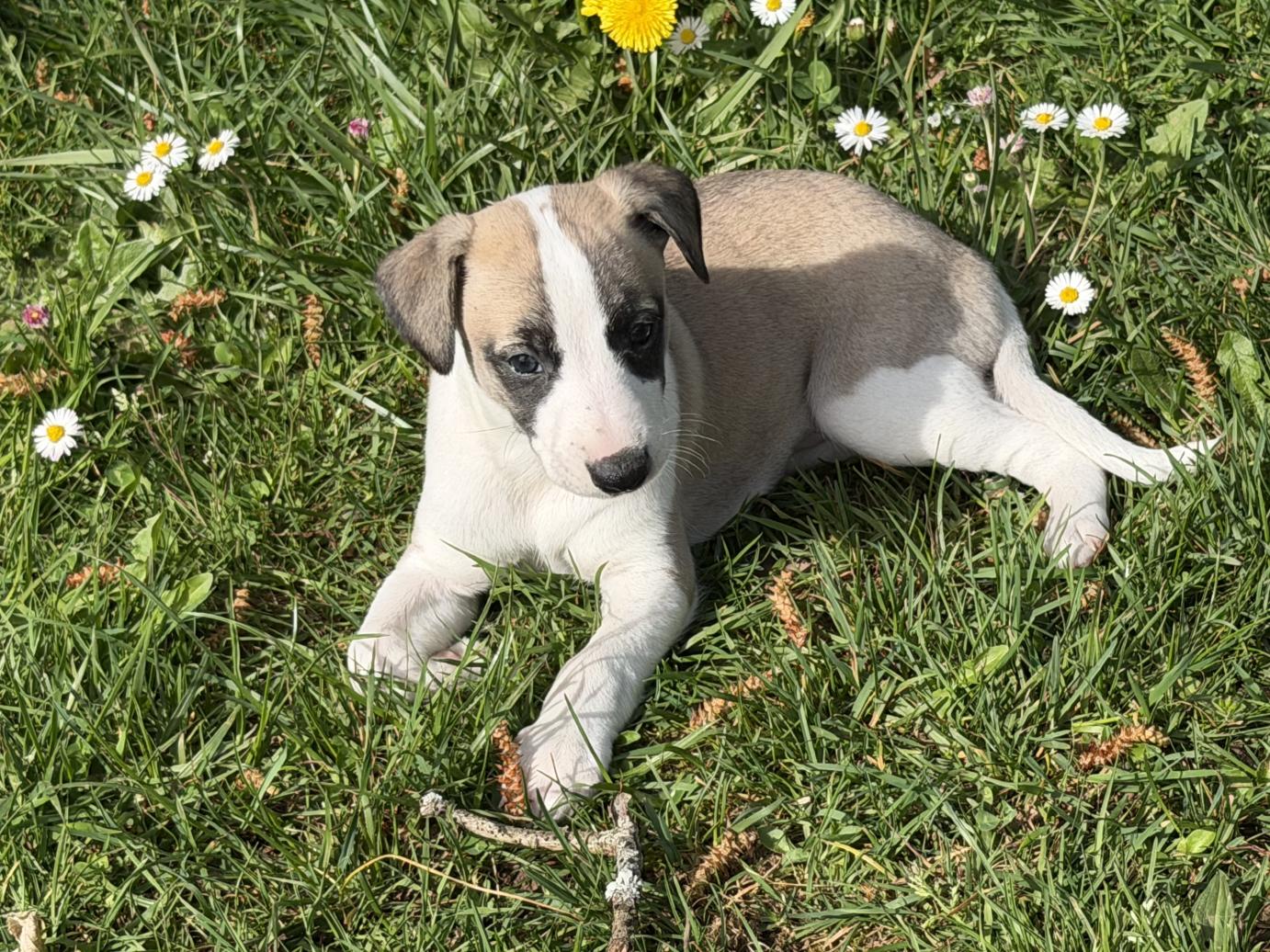 chiot disponible