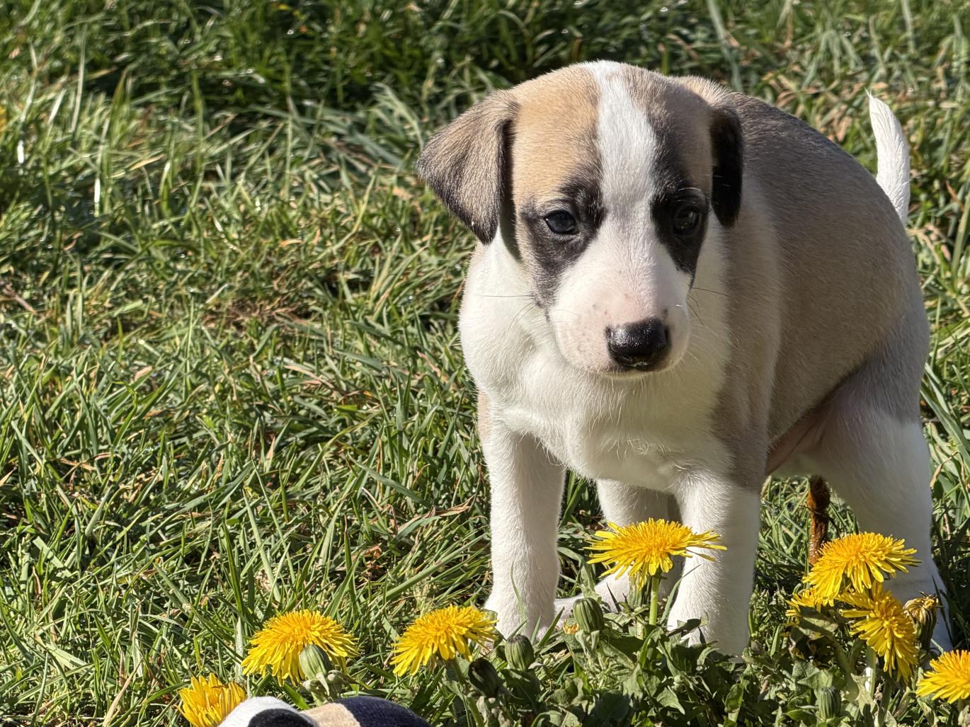 chiot disponible