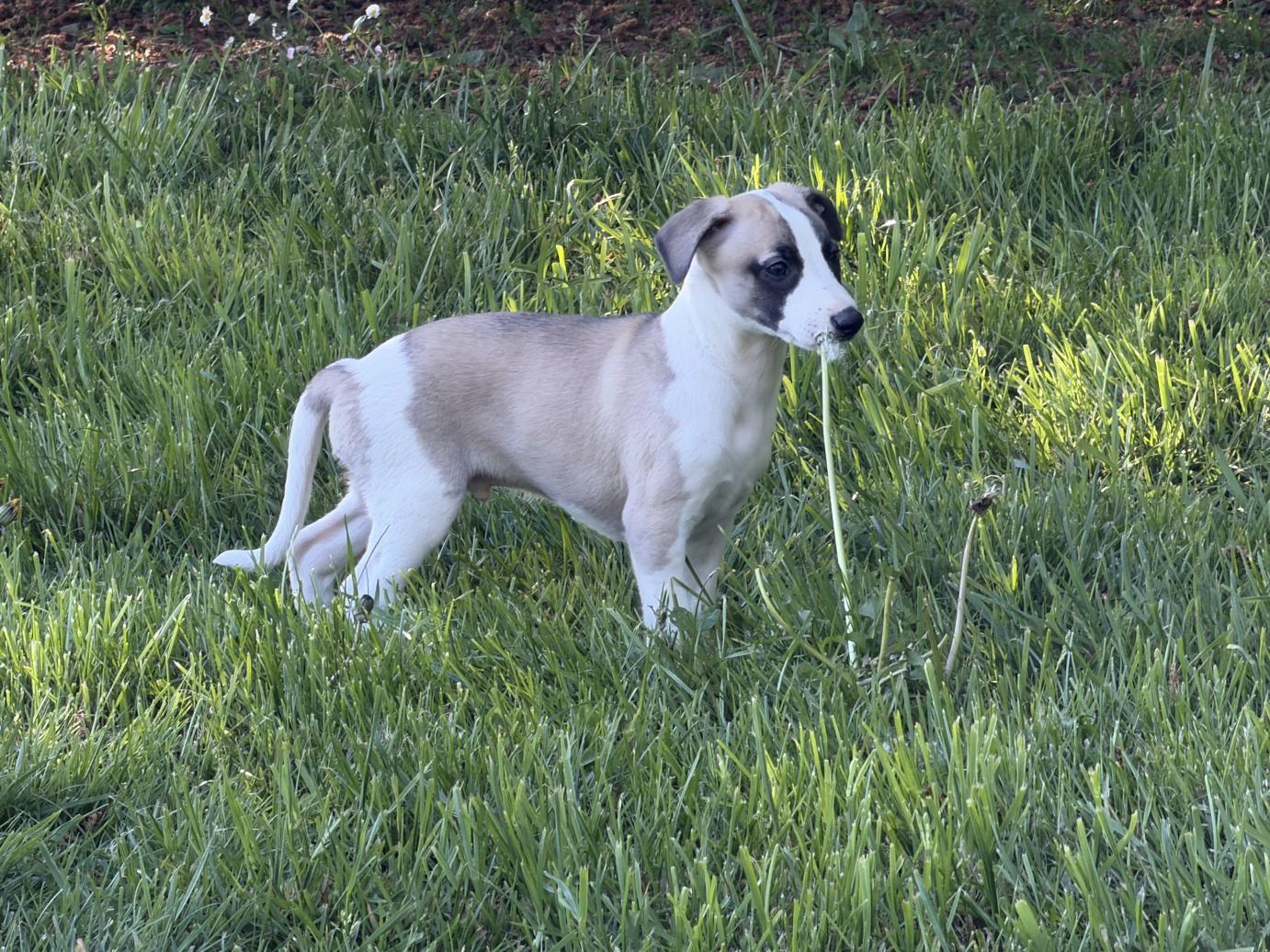 chiot disponible