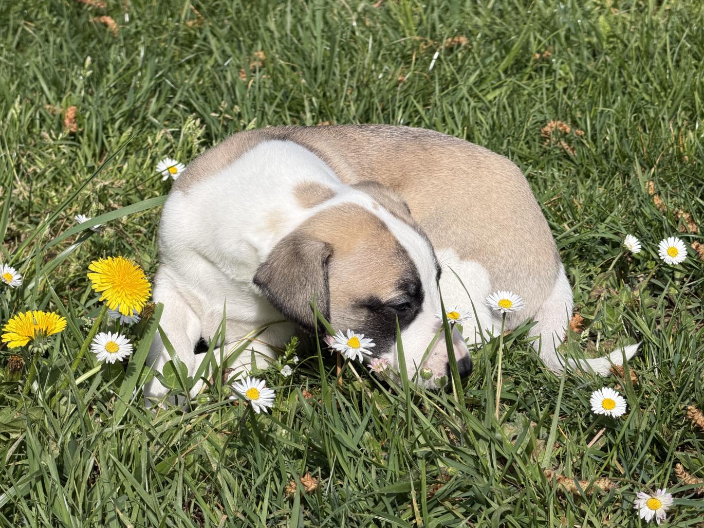 chiot disponible