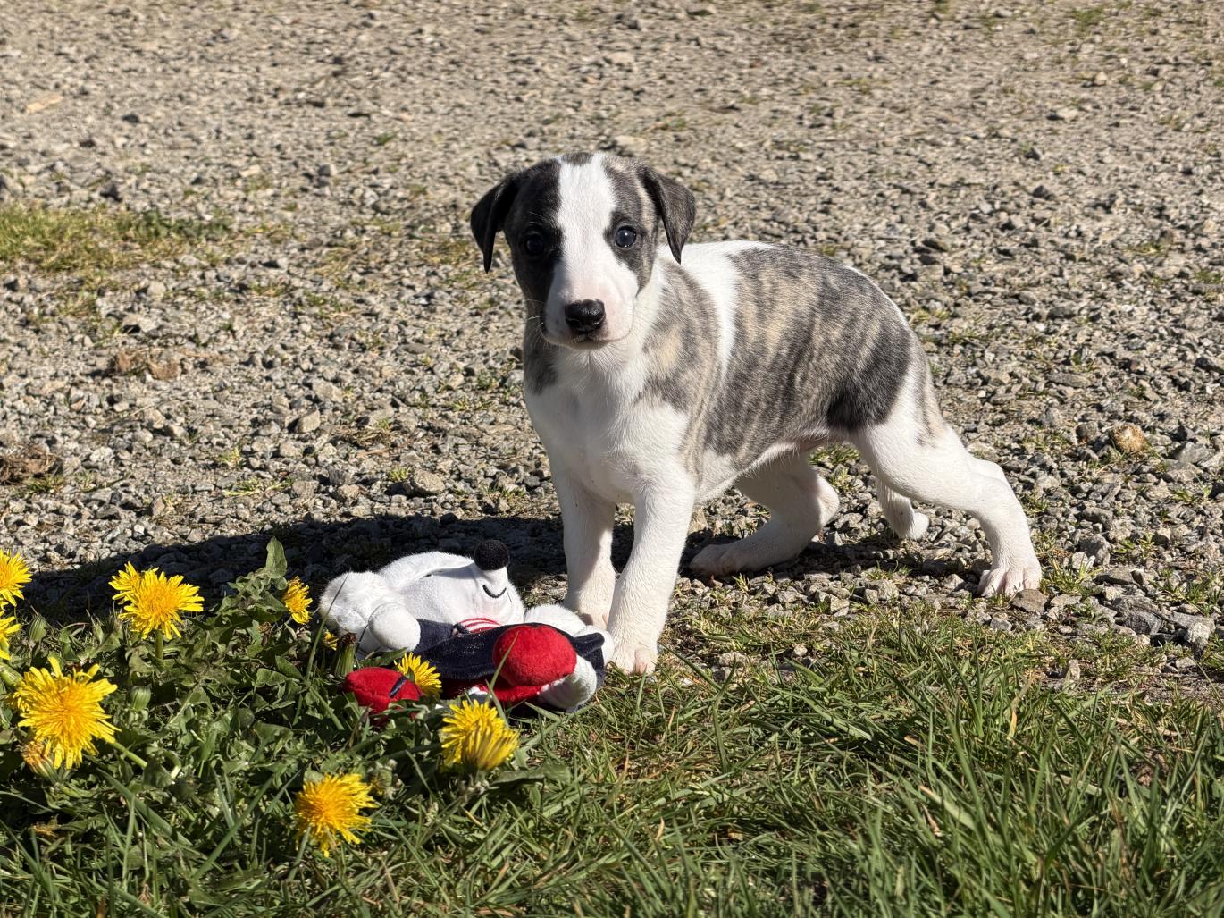 Chiot Whippet Disponible