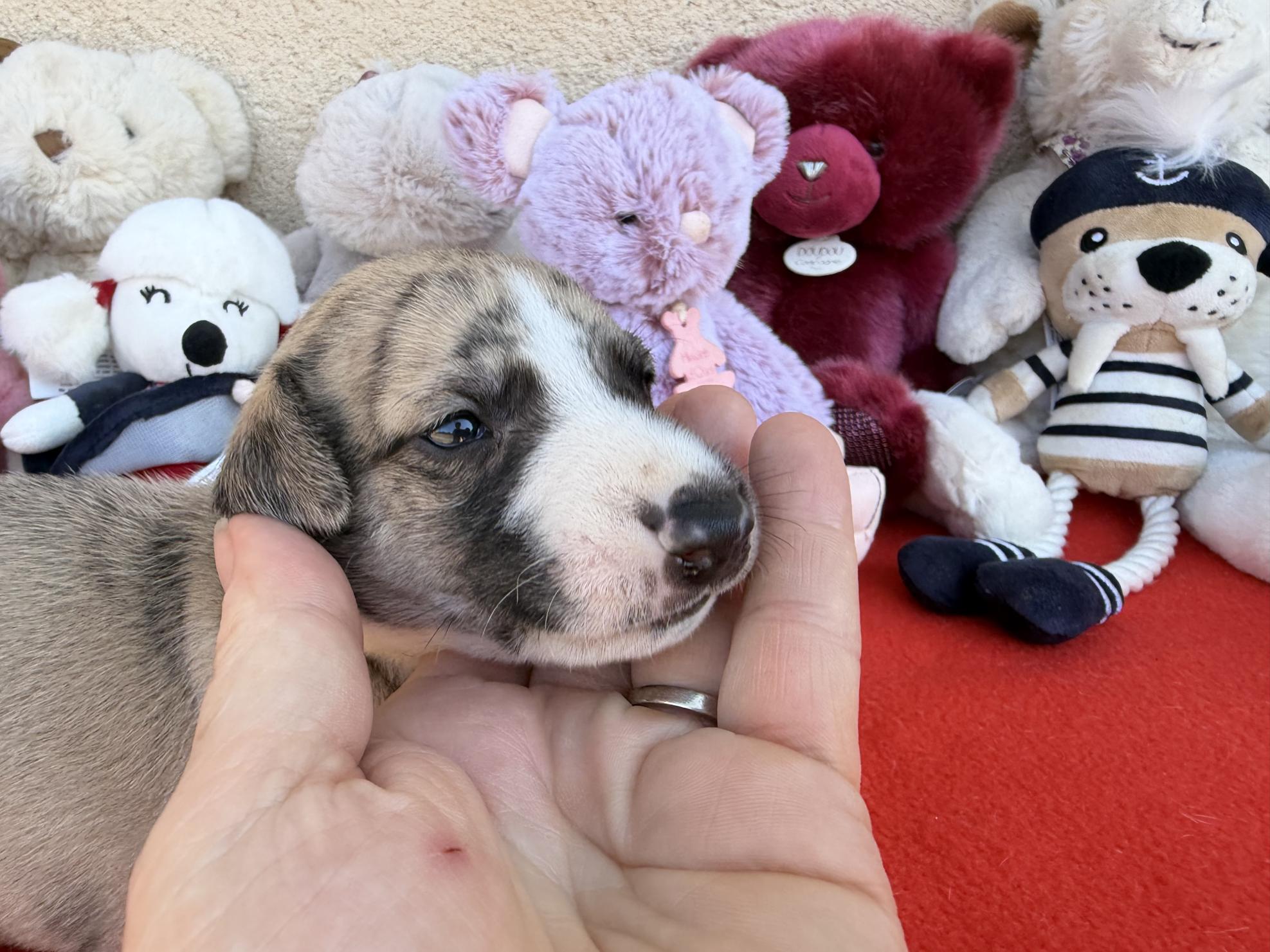 chiot disponible