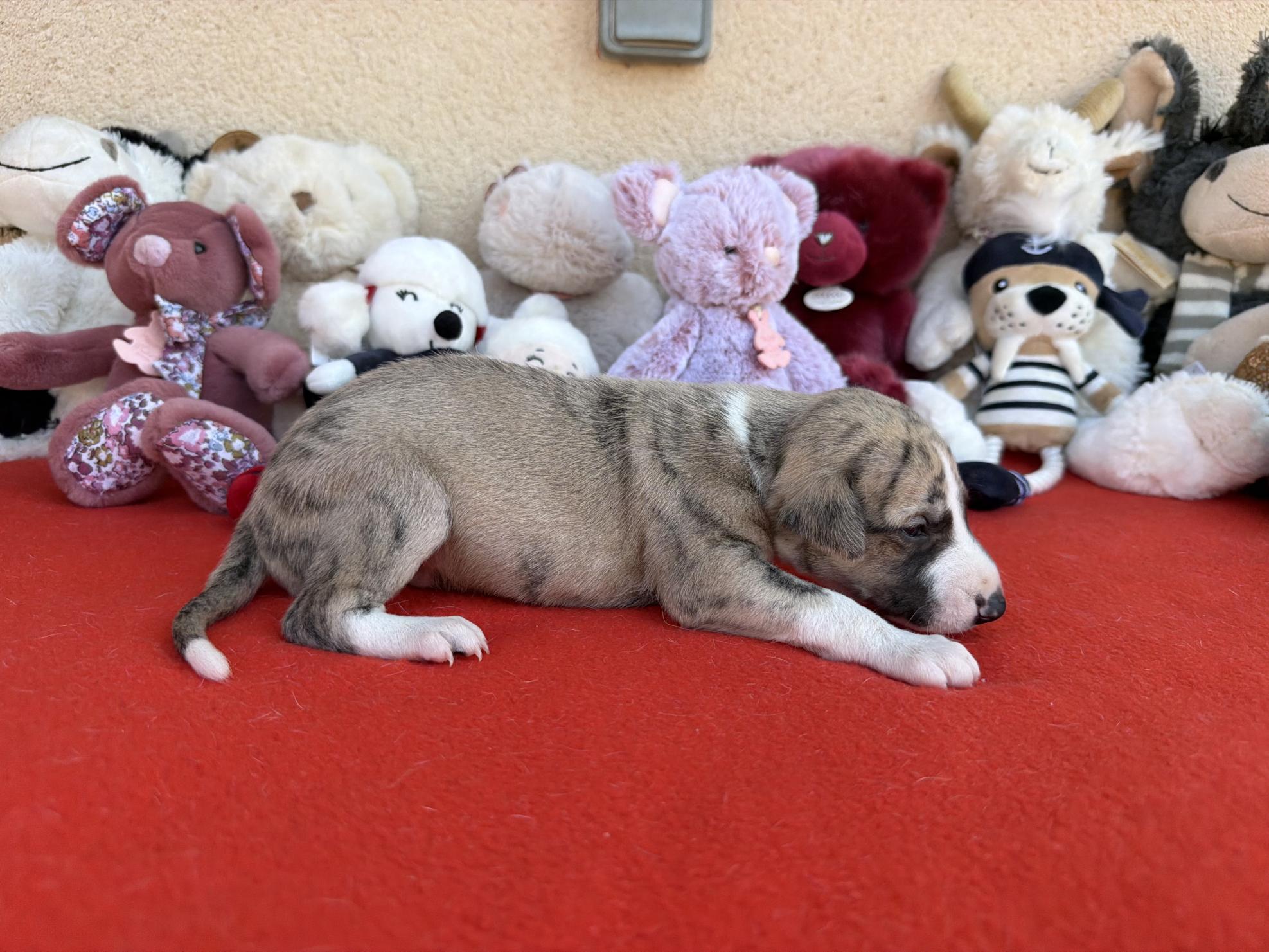 chiot disponible