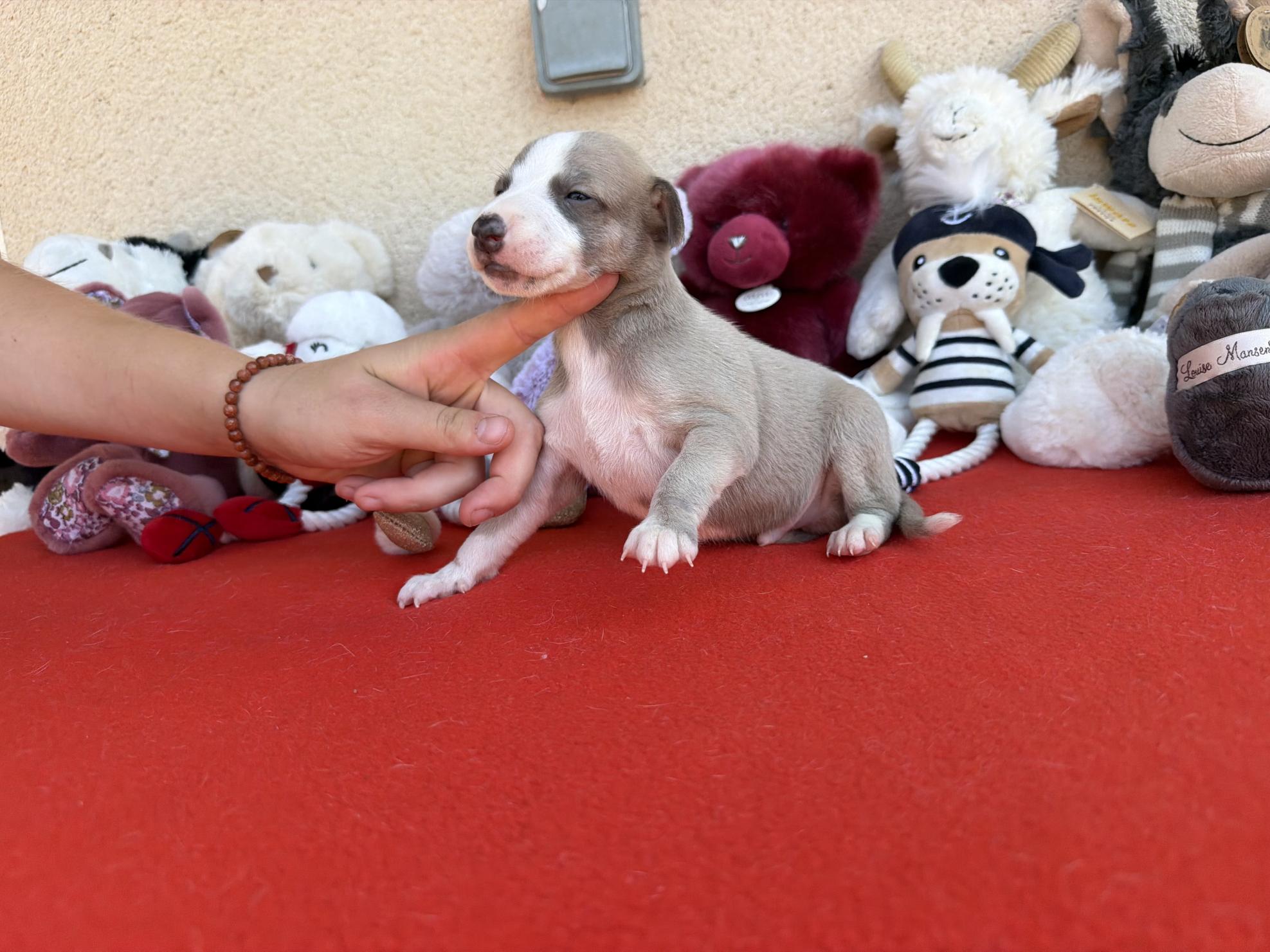 Chiot Whippet Disponible