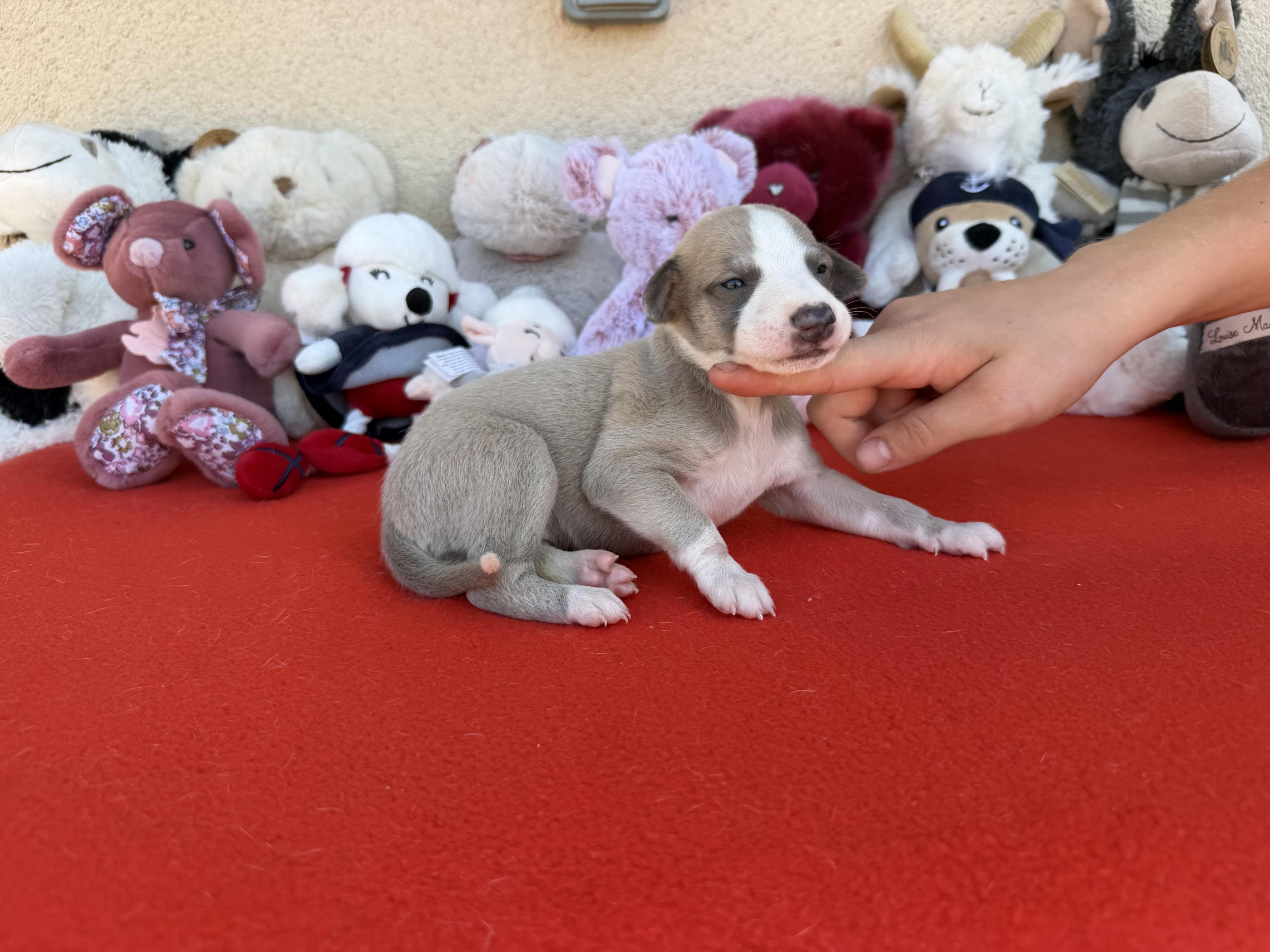 chiot disponible