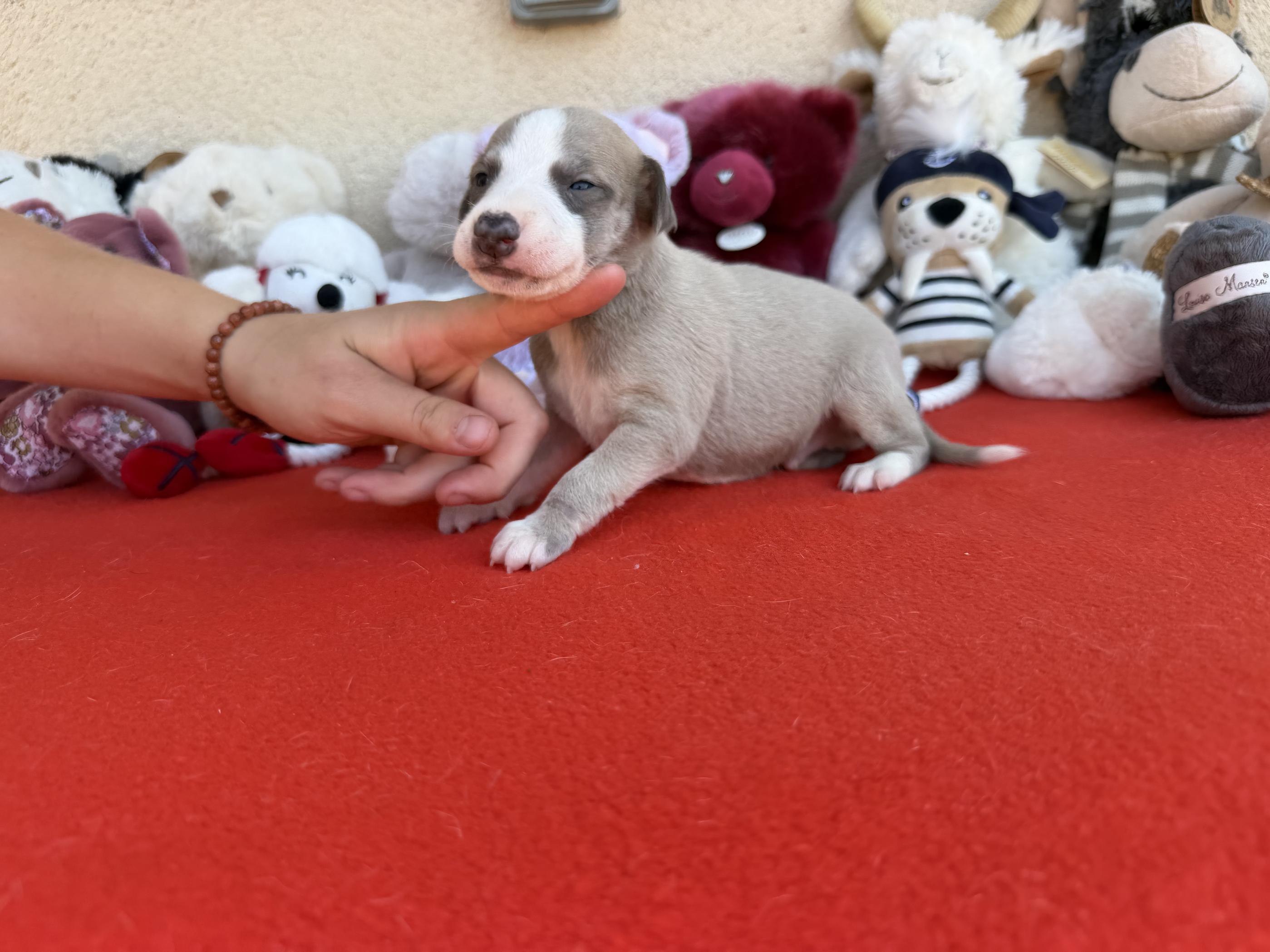 chiot disponible