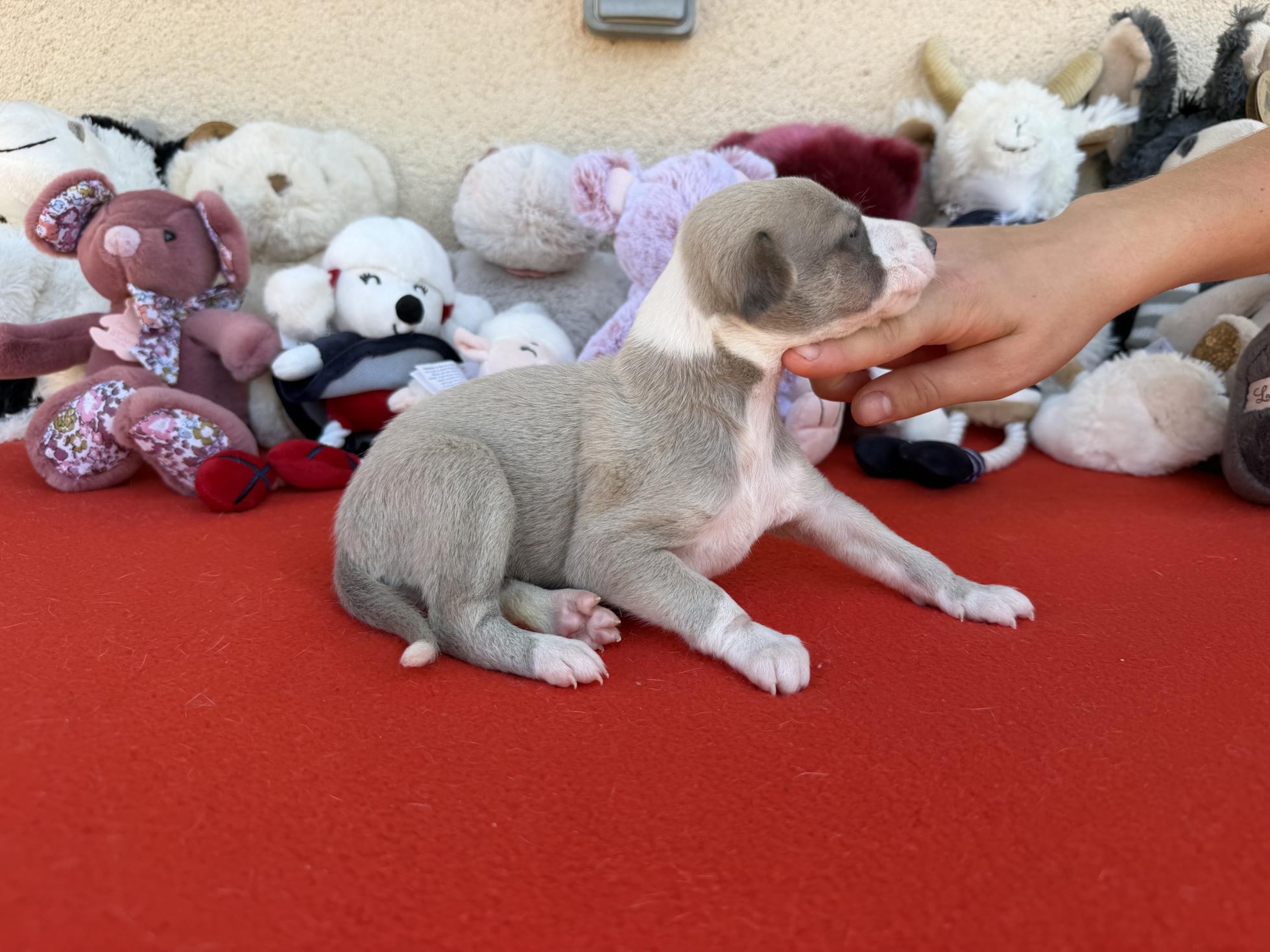 chiot disponible