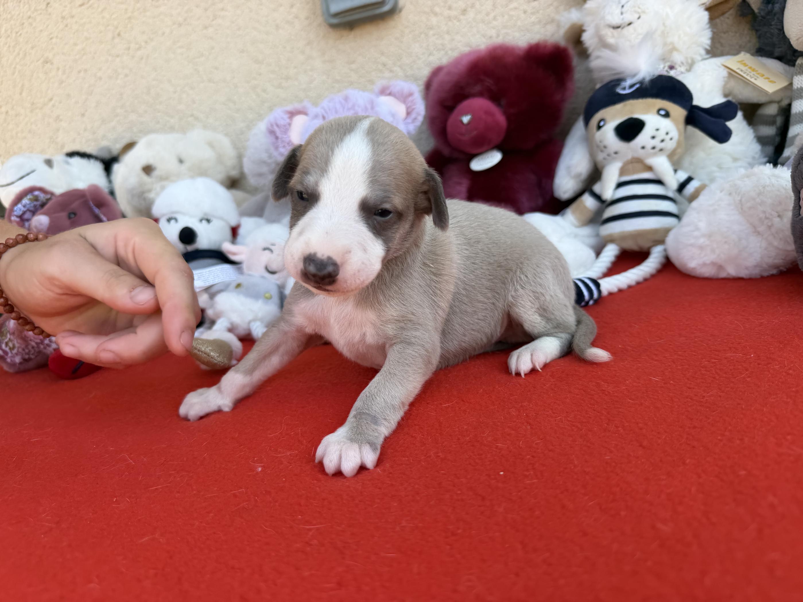 chiot disponible