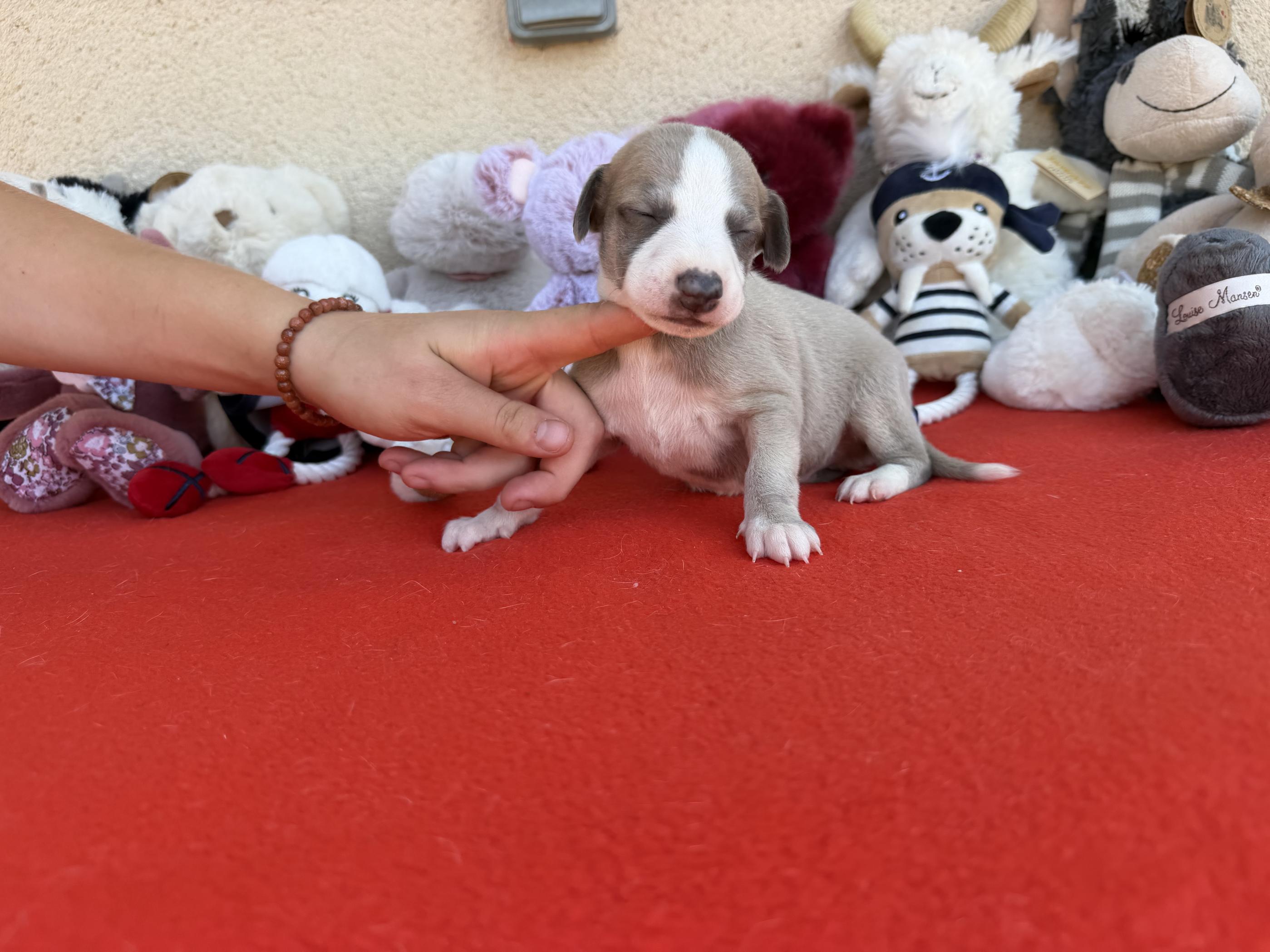 chiot disponible