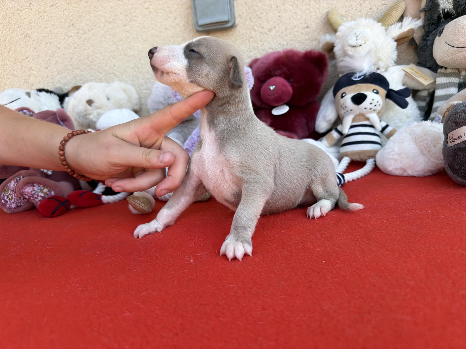chiot disponible