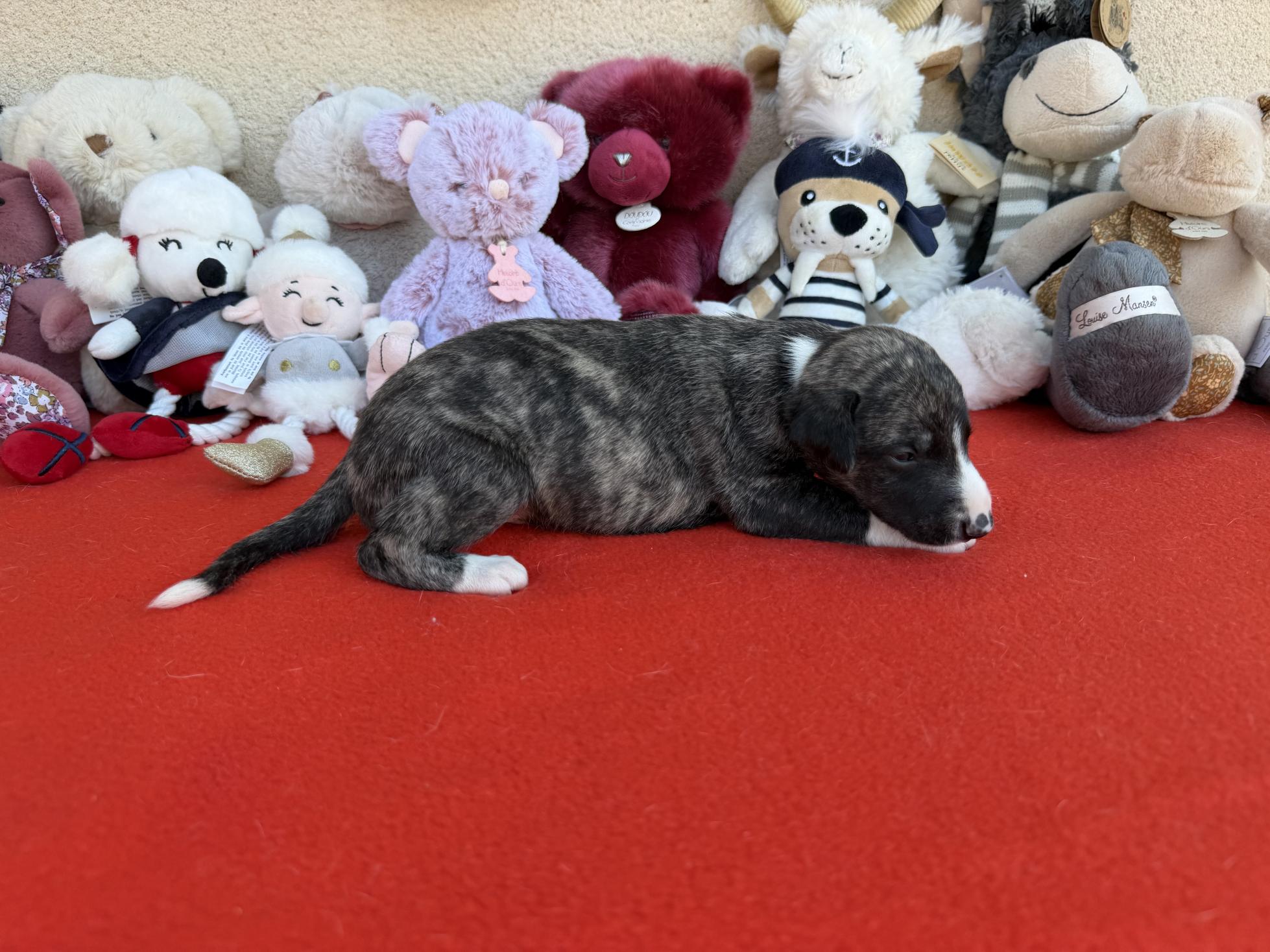 chiot disponible