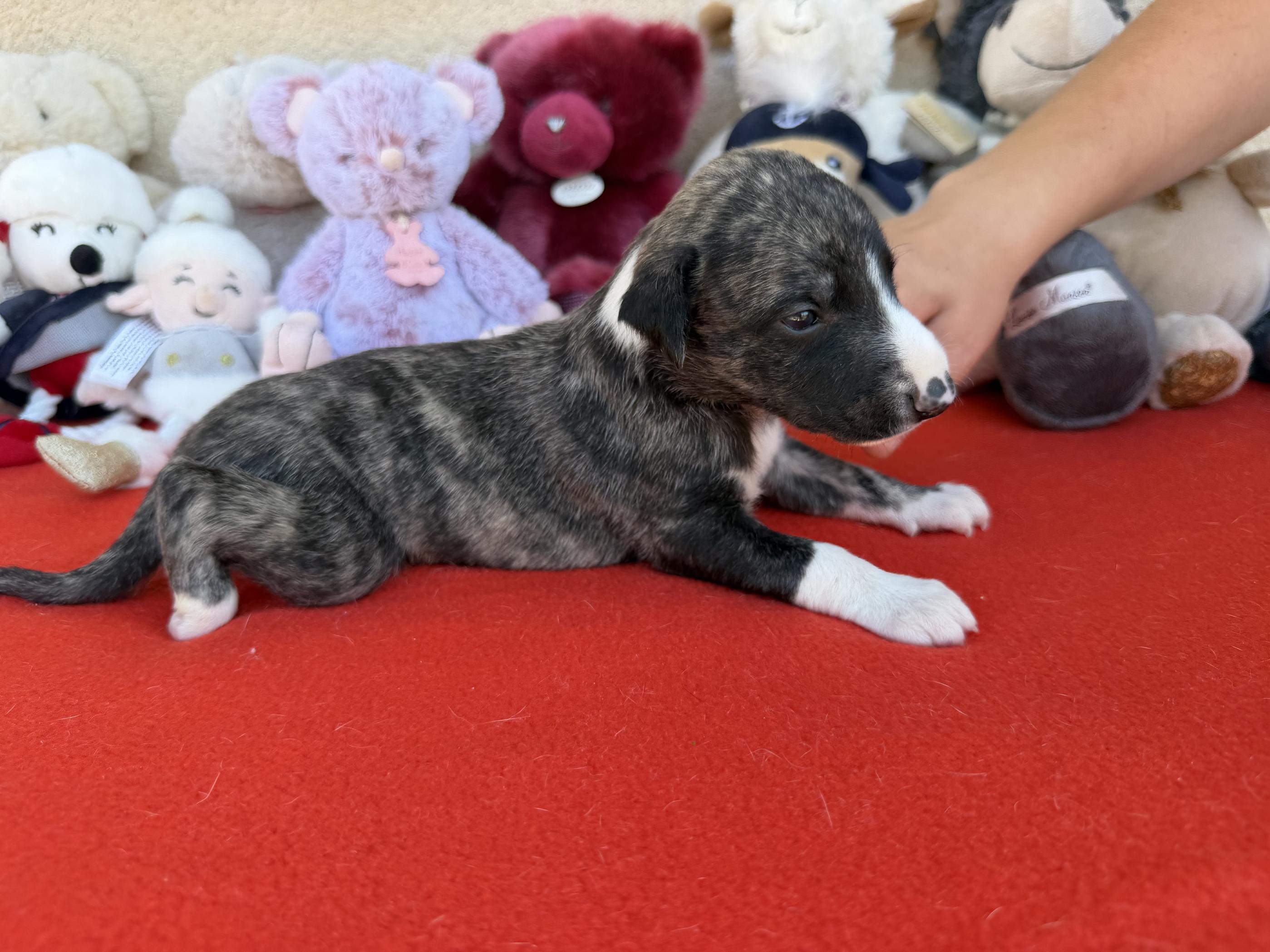 chiot disponible