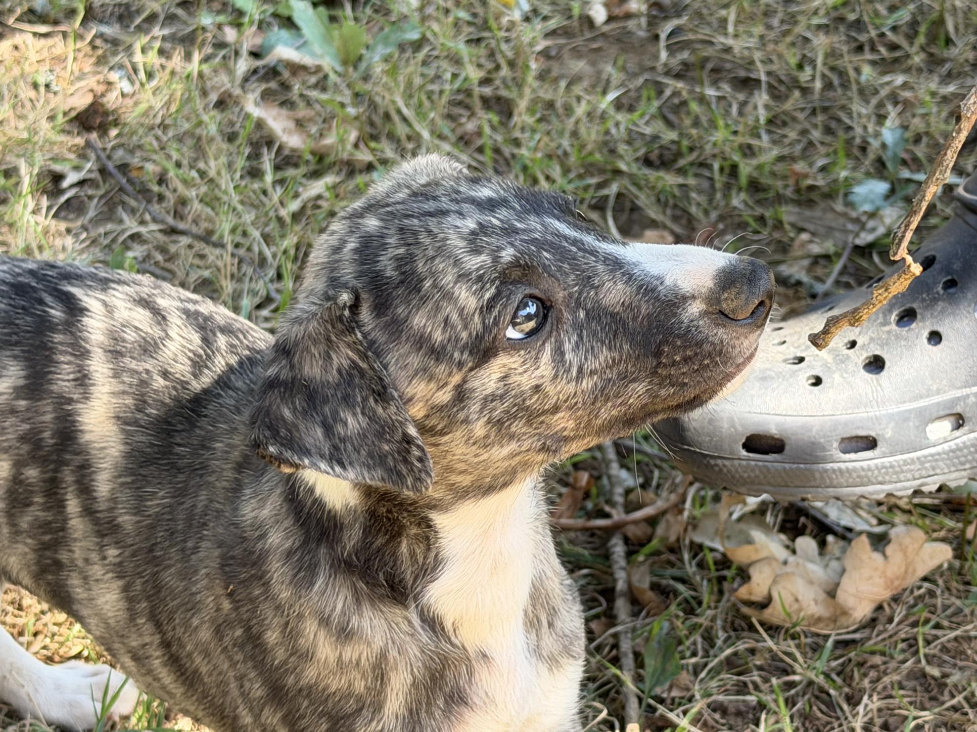 chiot disponible