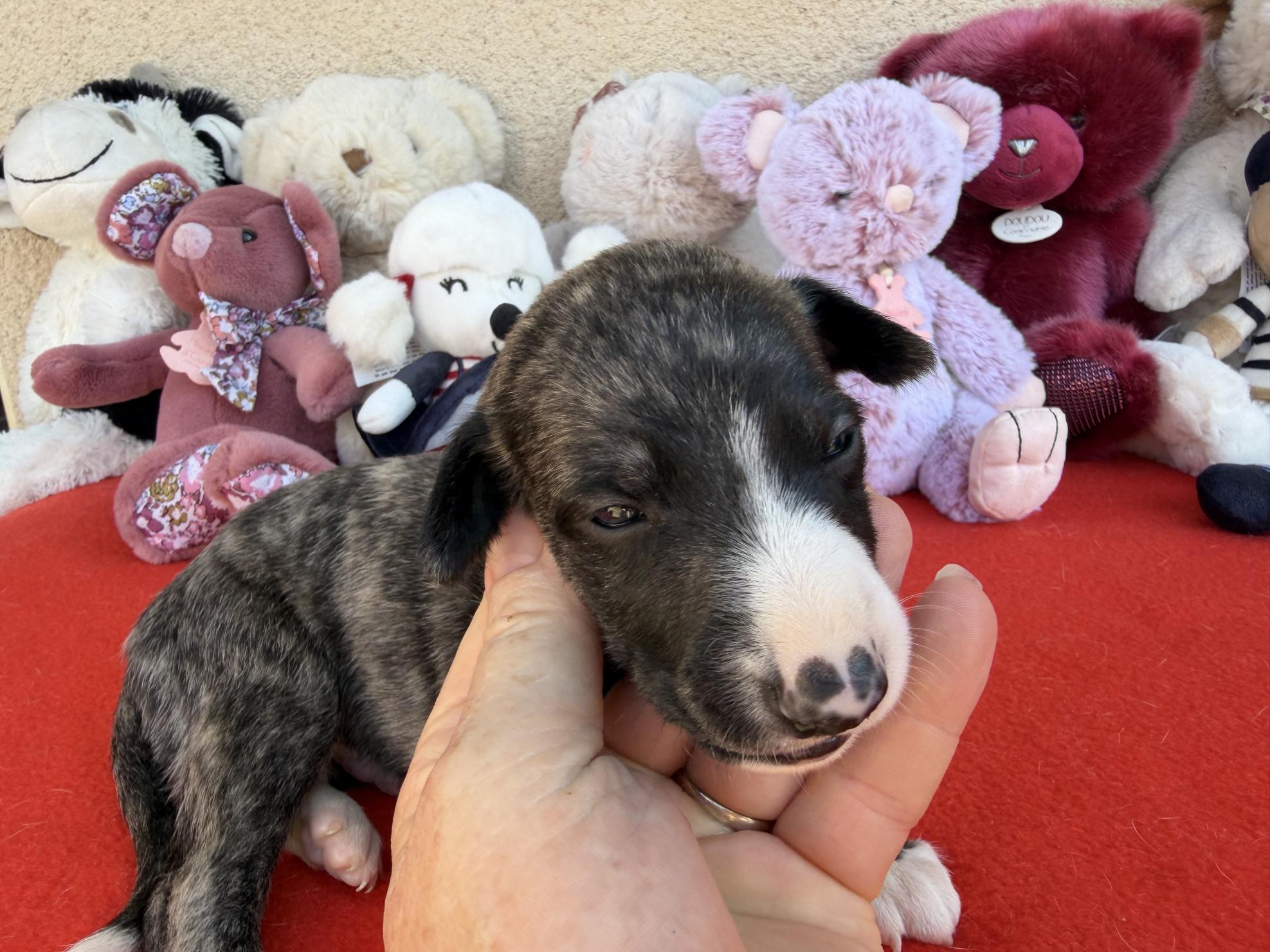 chiot disponible