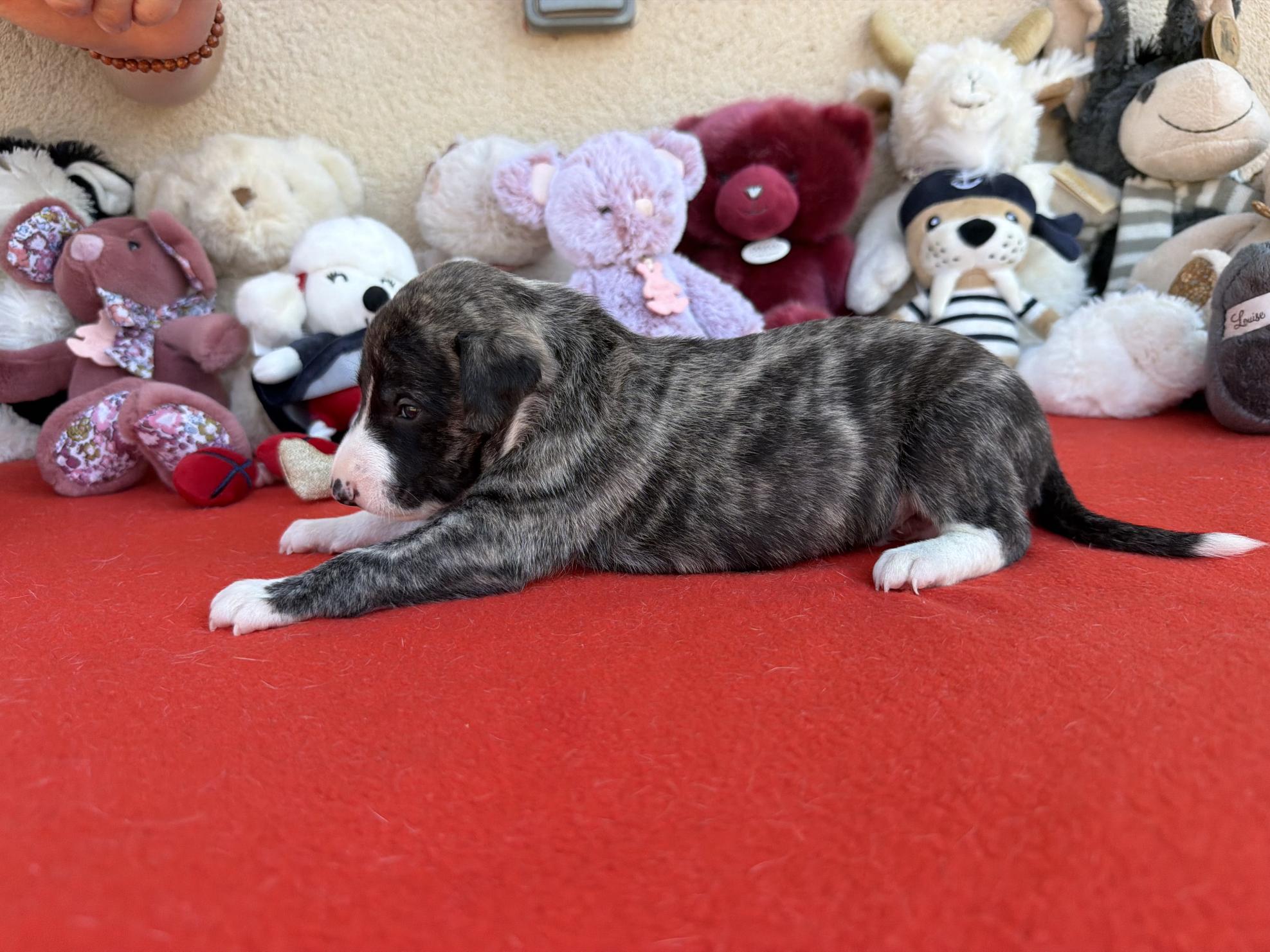 chiot disponible