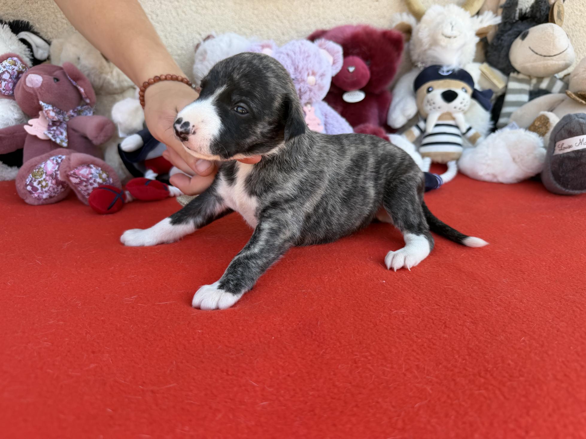 chiot disponible