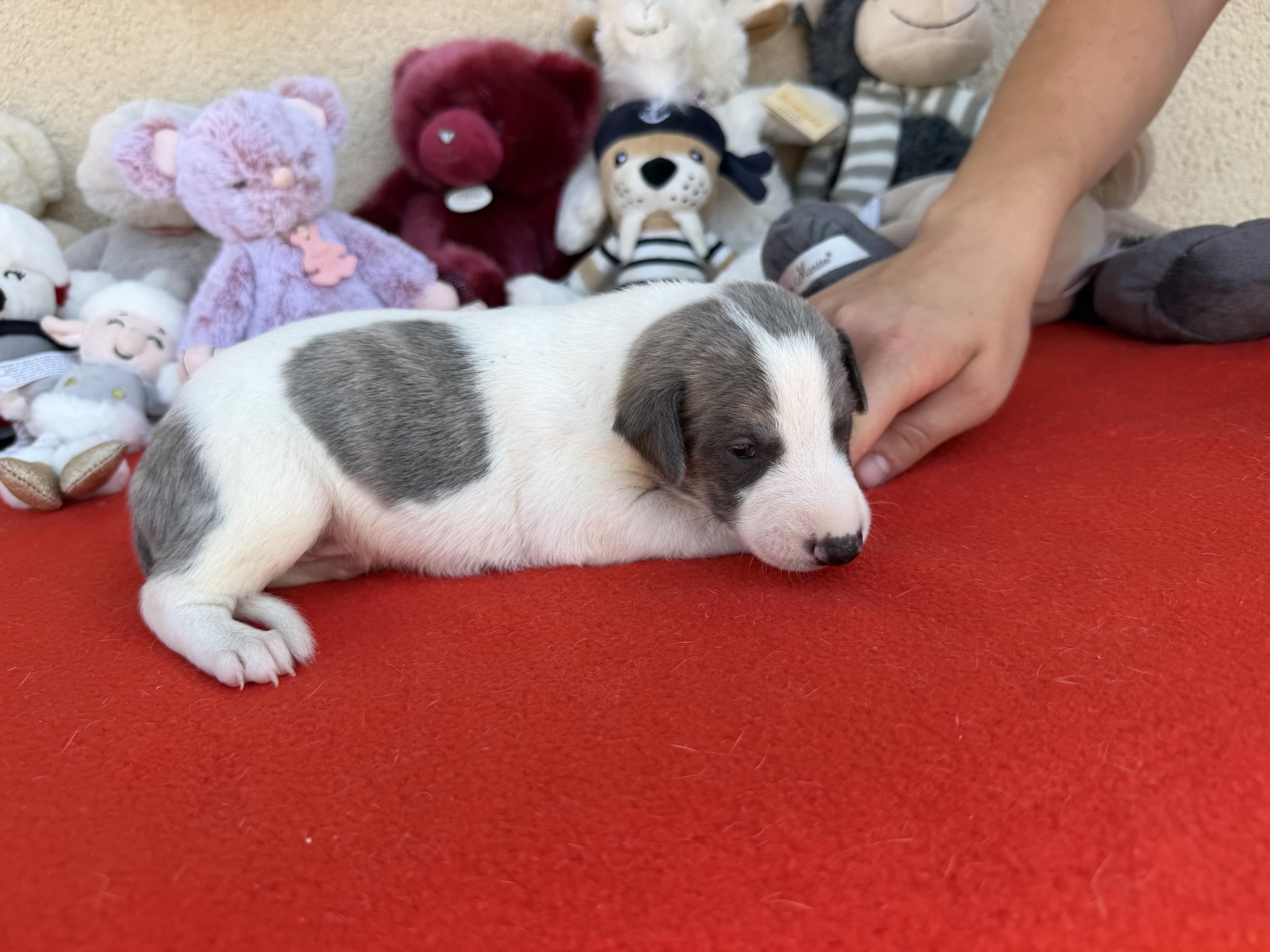 chiot disponible