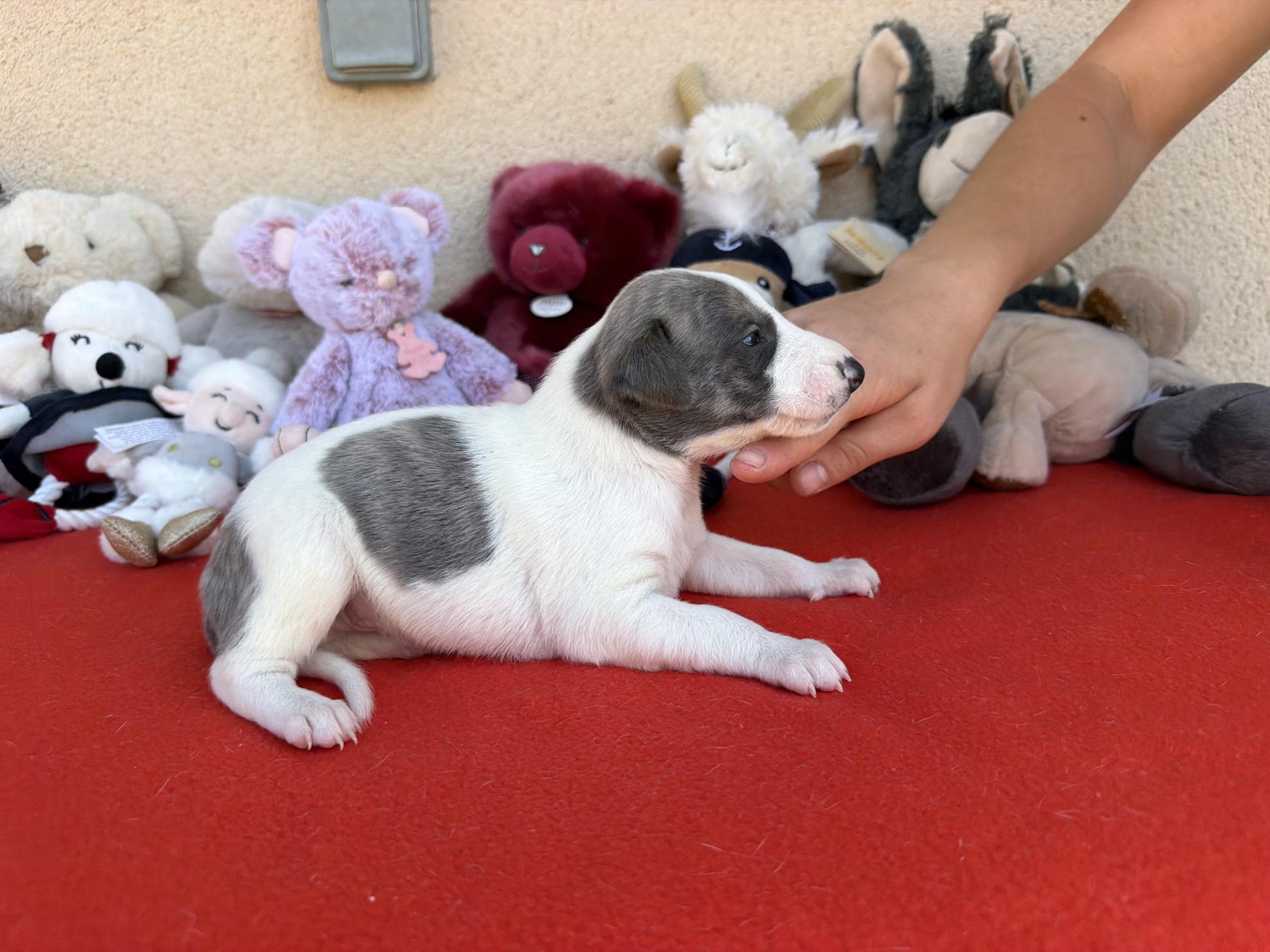 chiot disponible