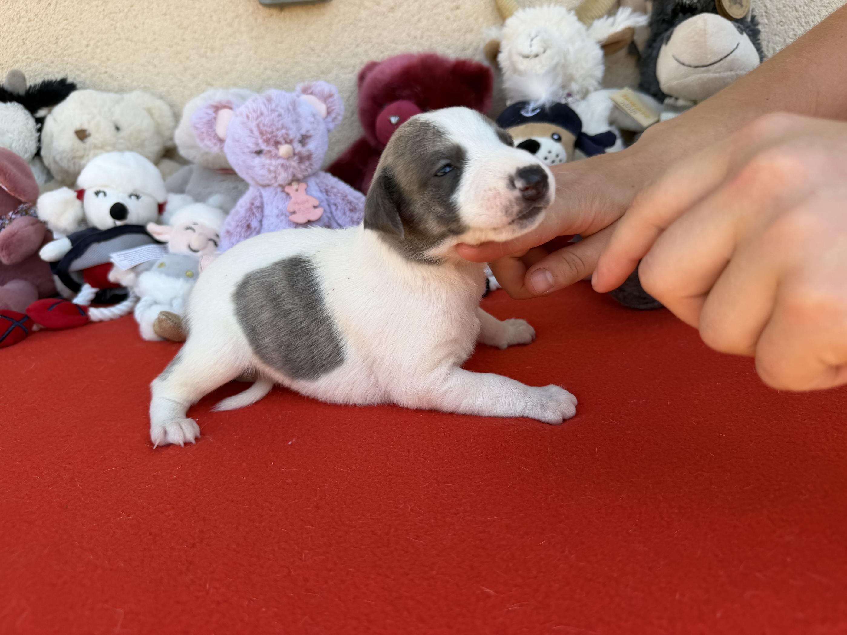 chiot disponible
