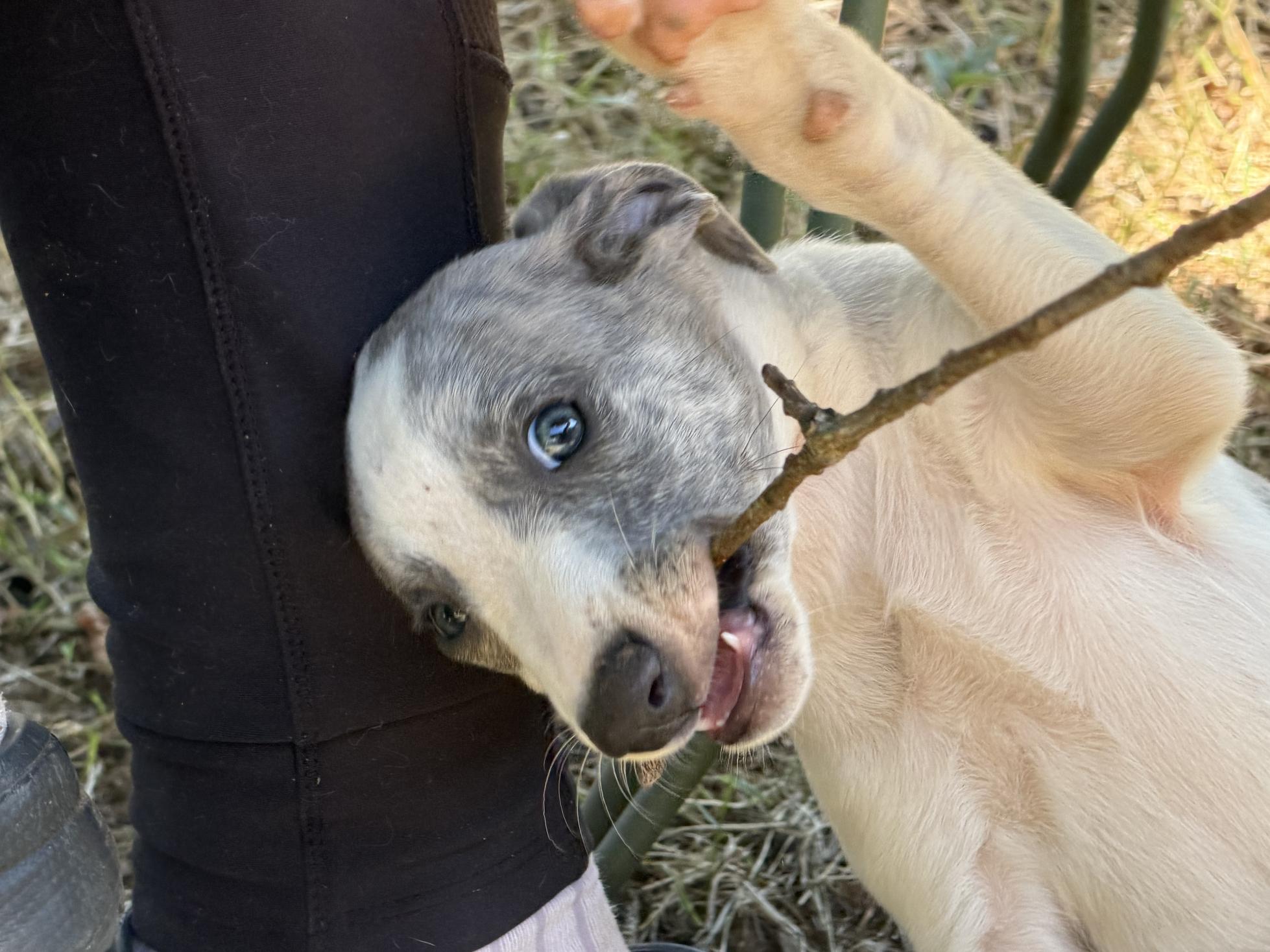 chiot disponible