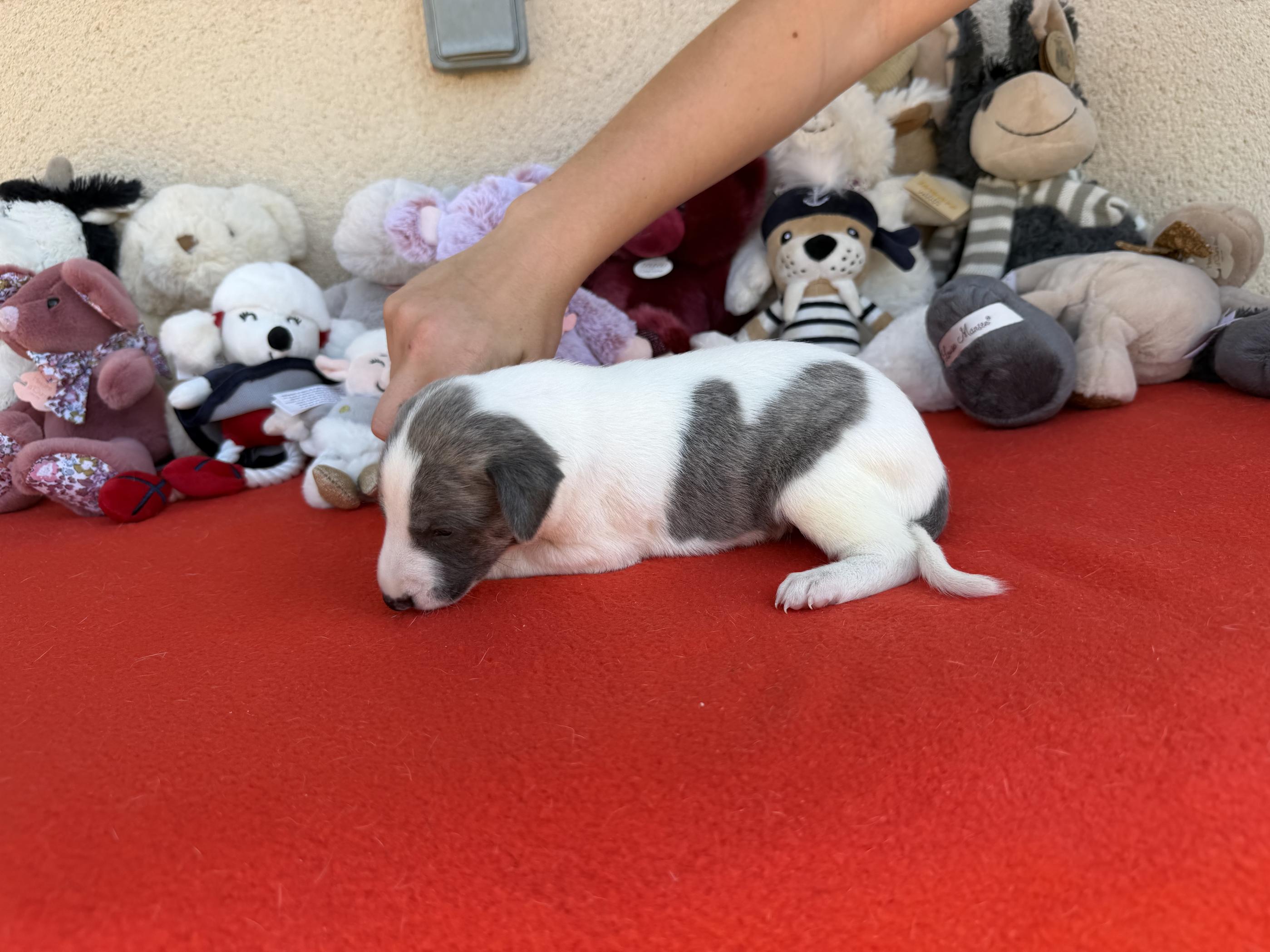 chiot disponible