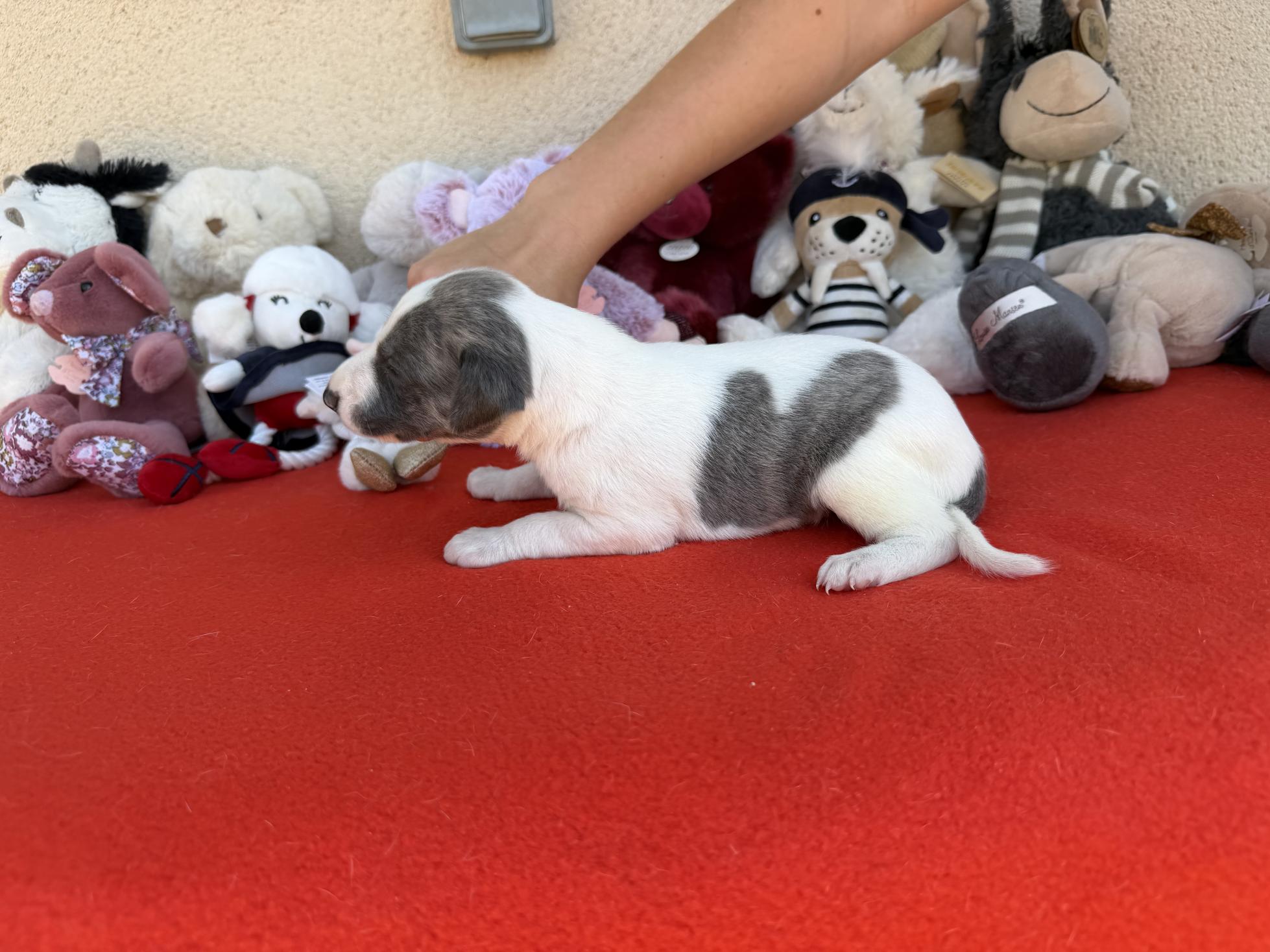 chiot disponible
