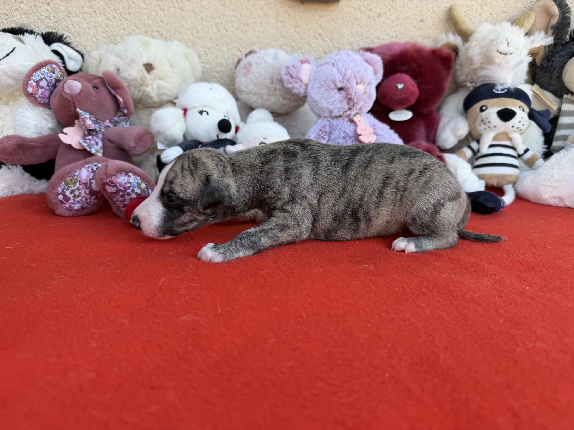 chiot disponible