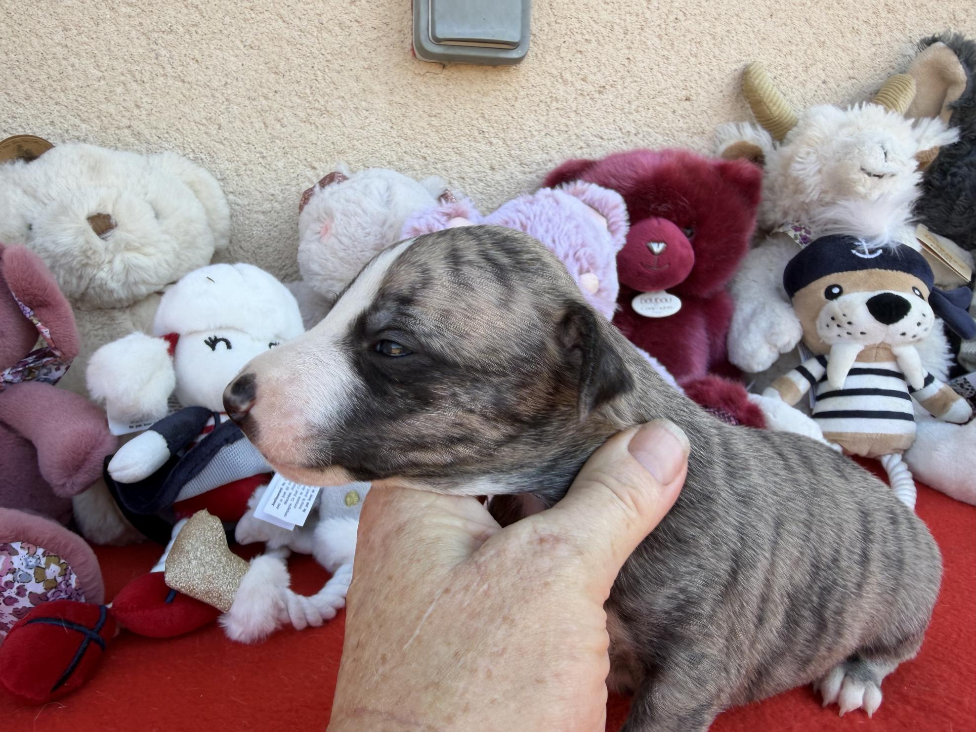 chiot disponible