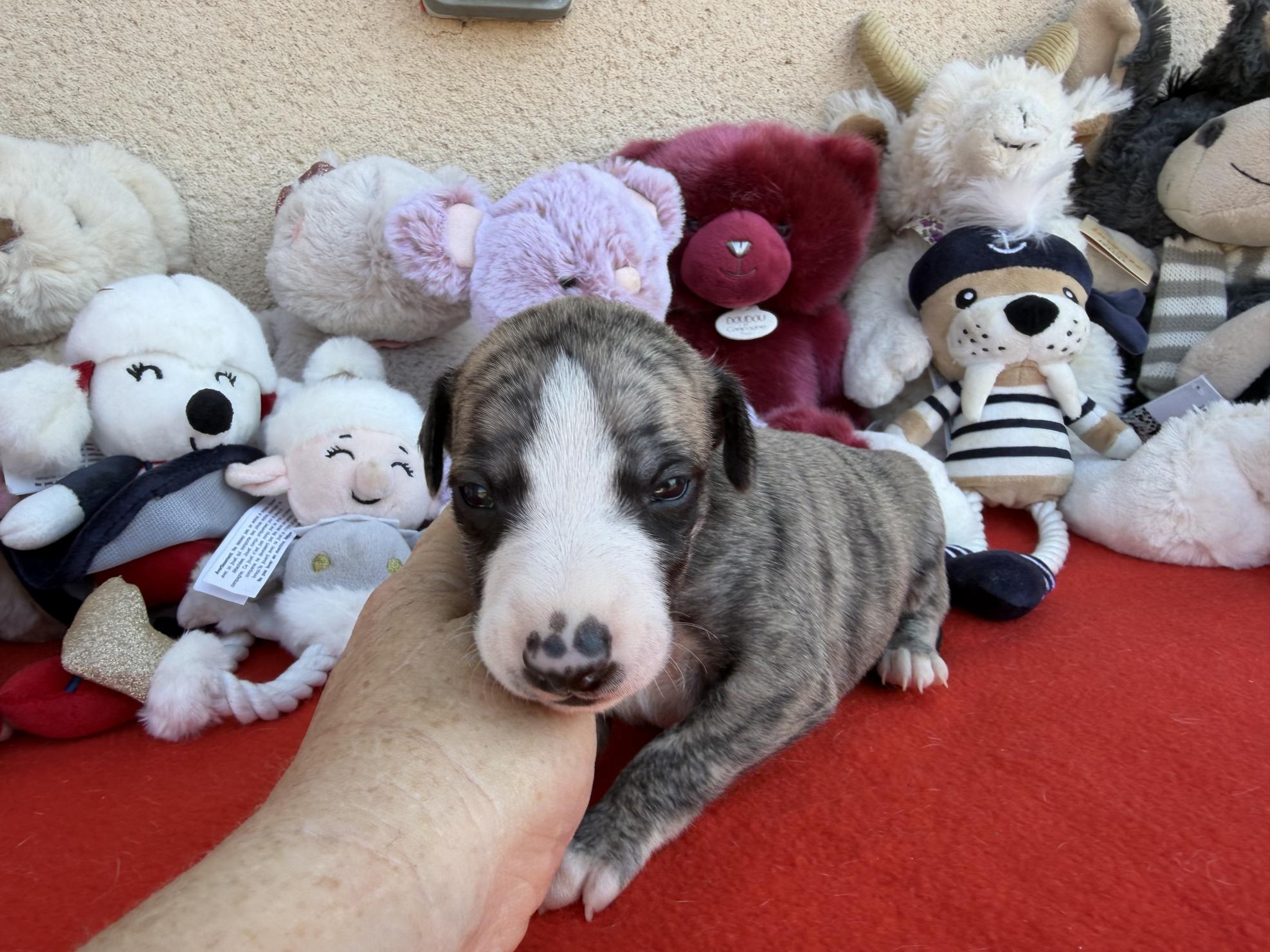 chiot disponible