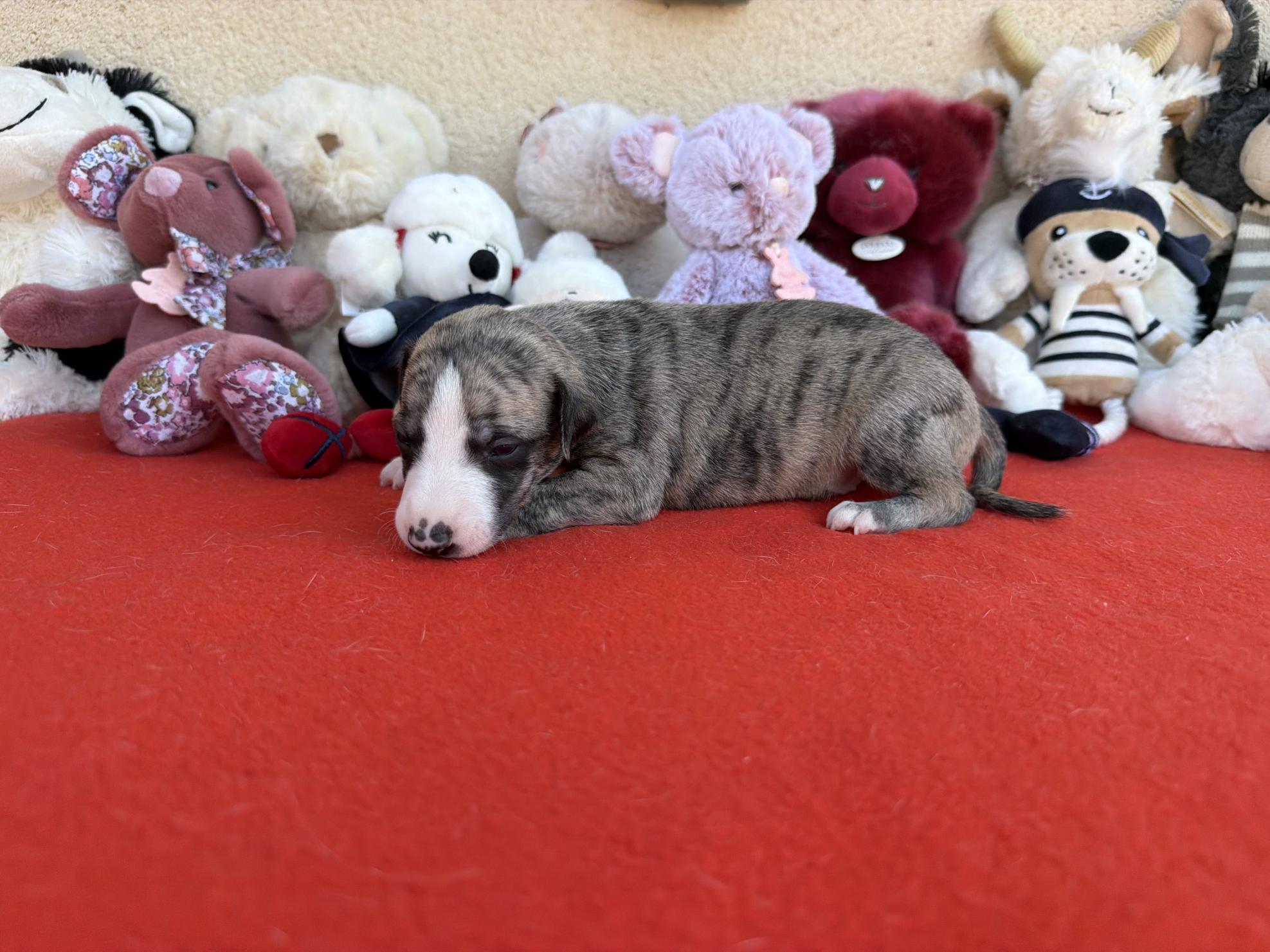 chiot disponible