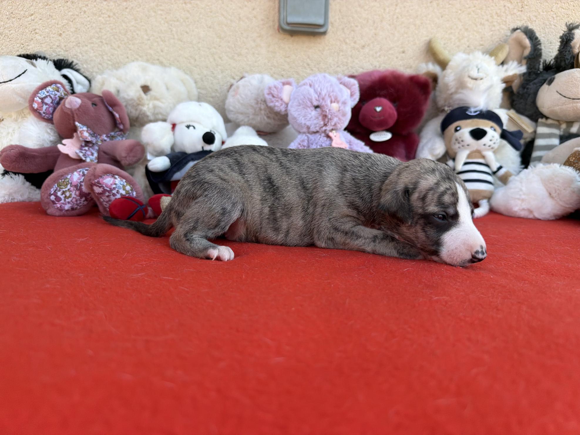chiot disponible
