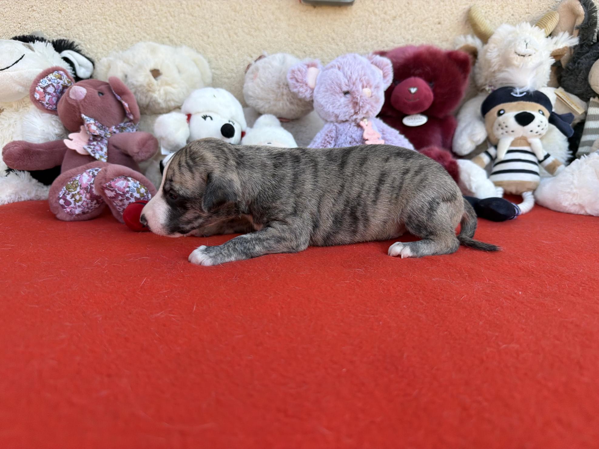 chiot disponible