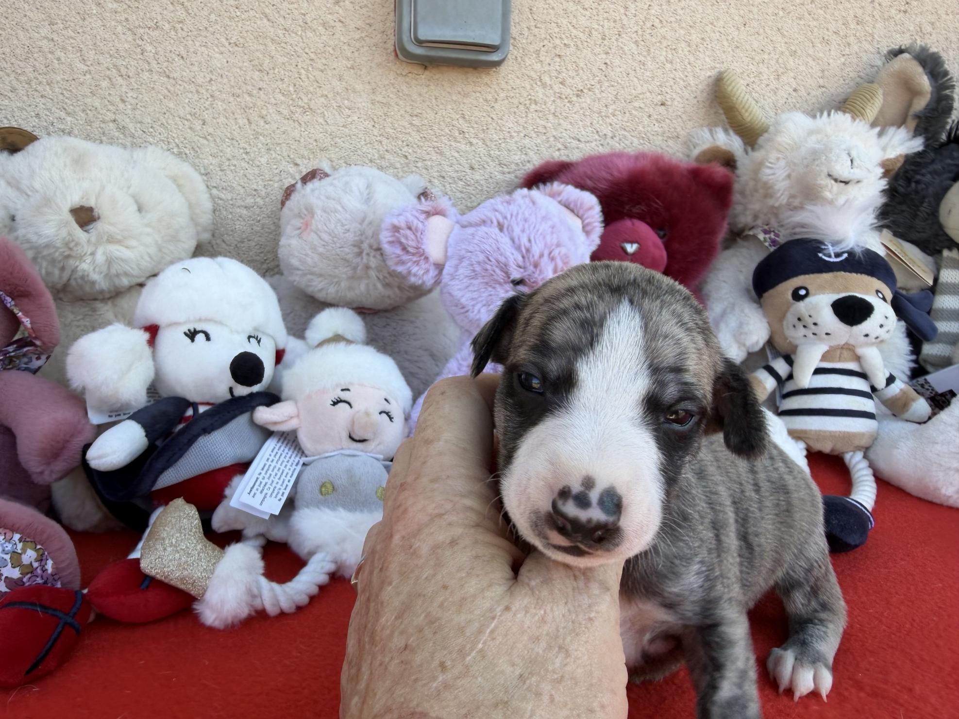 chiot disponible