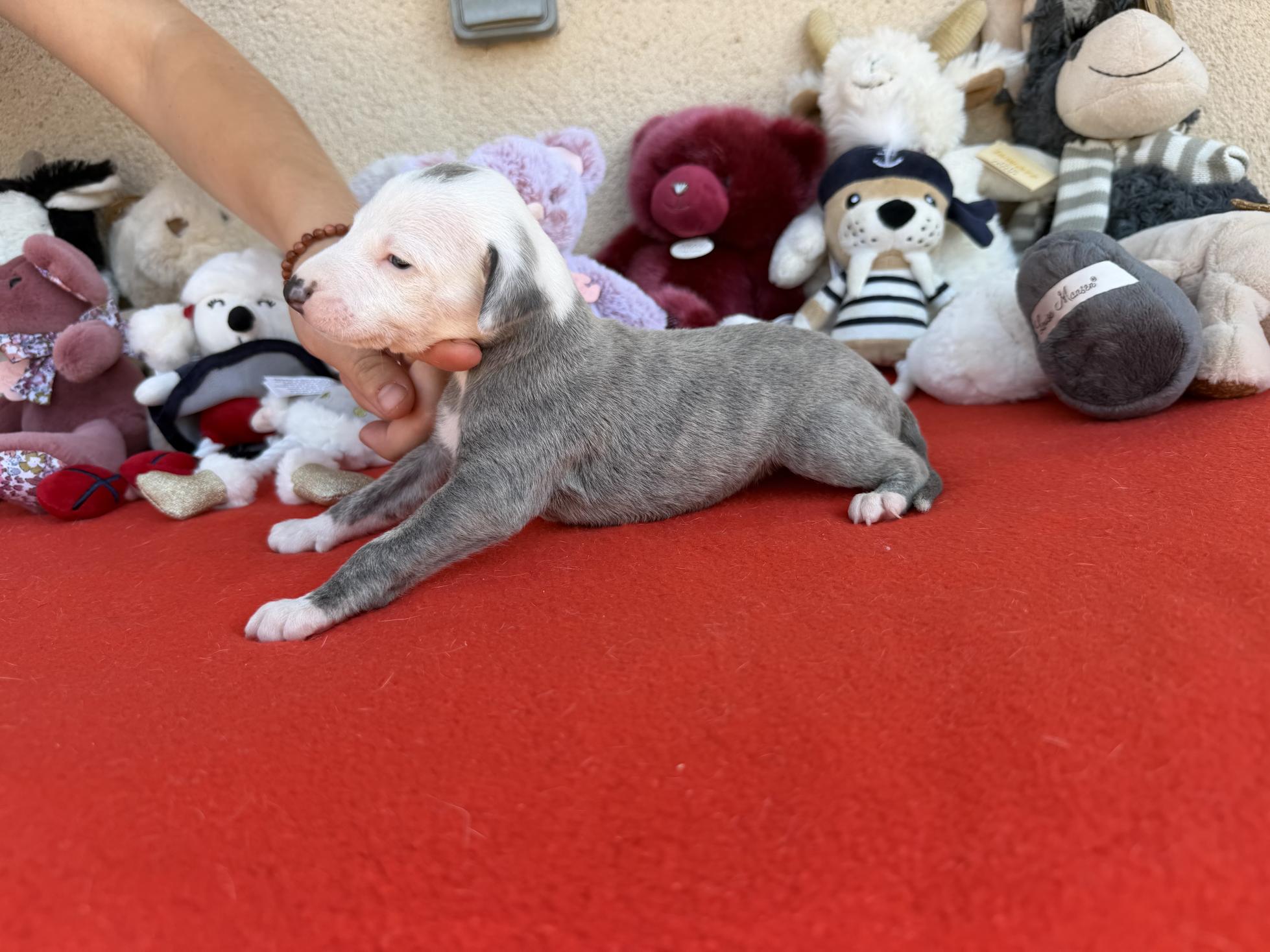 chiot disponible
